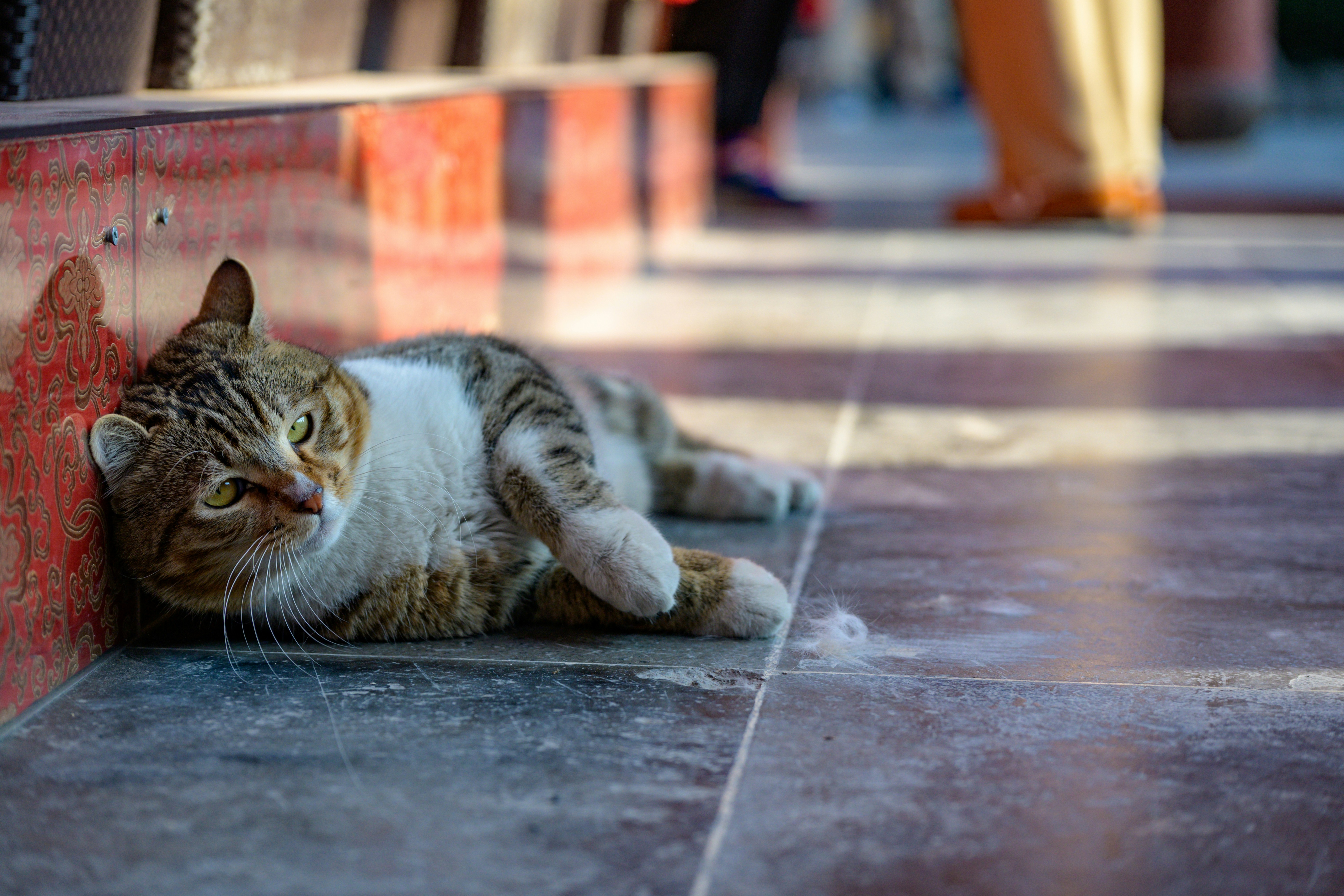 Un chat tigré repose par terre près des escaliers.