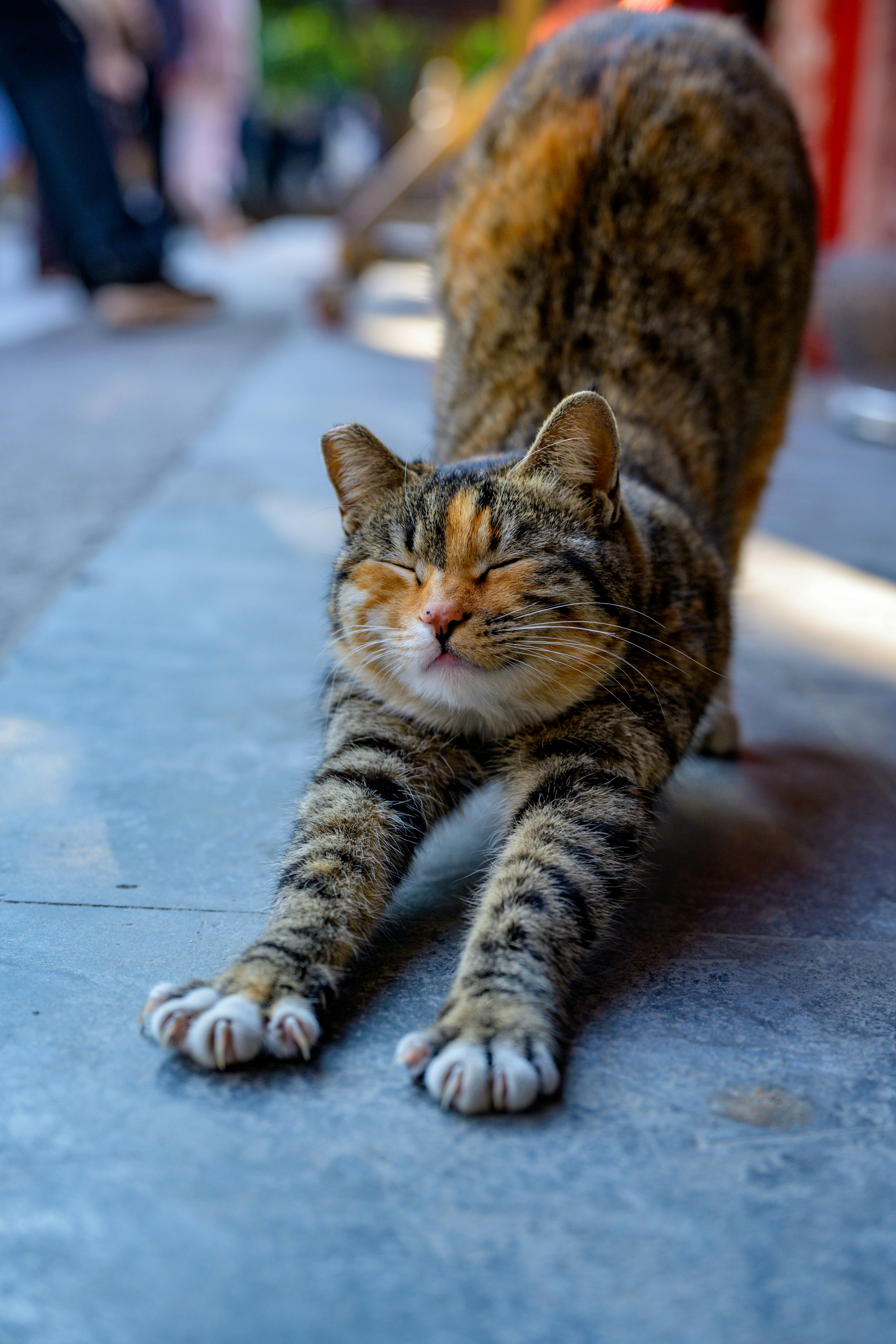 Un chat tigré s’étire au sol.