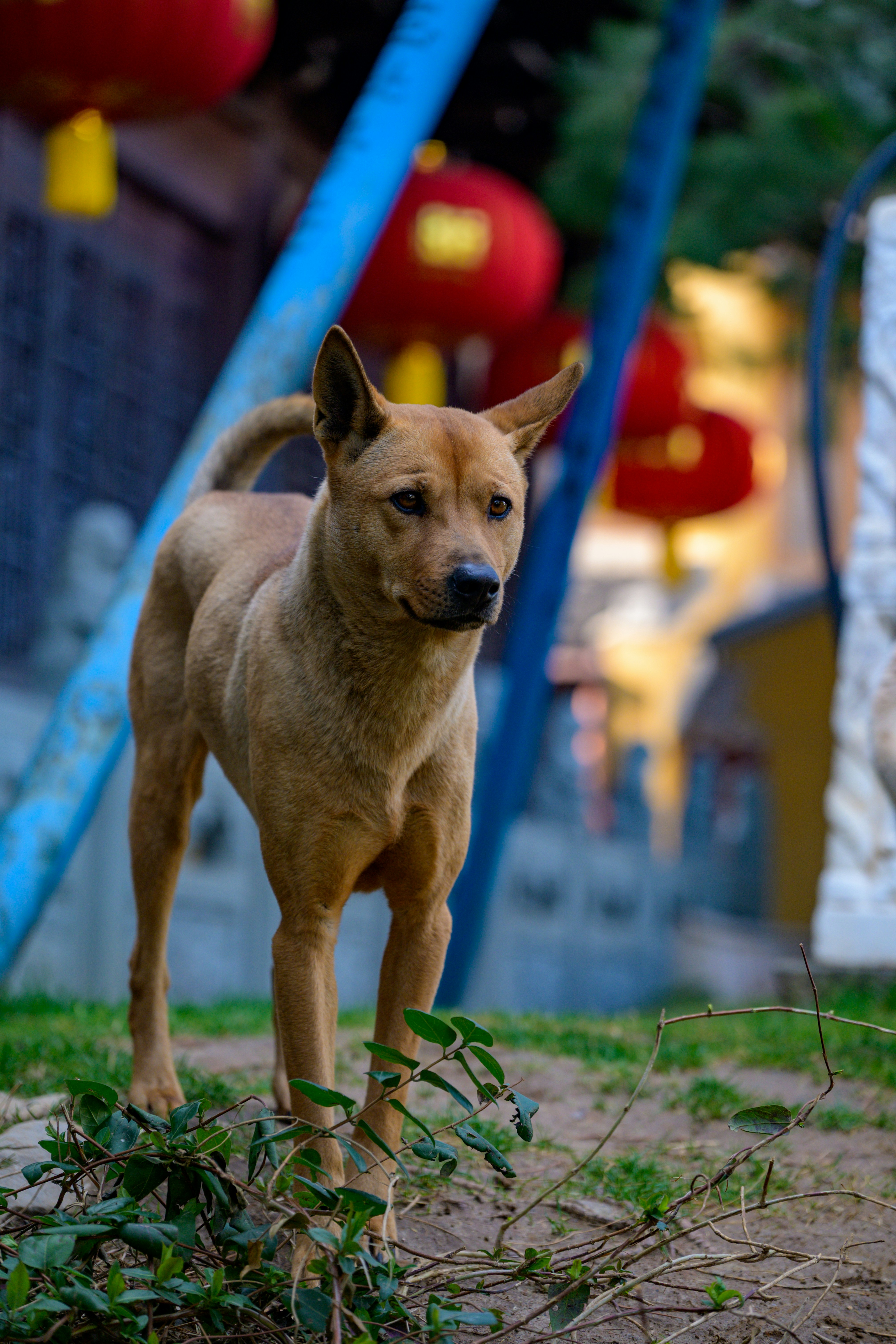 Un chien brun se tient vigilant sur le sol herbeux.