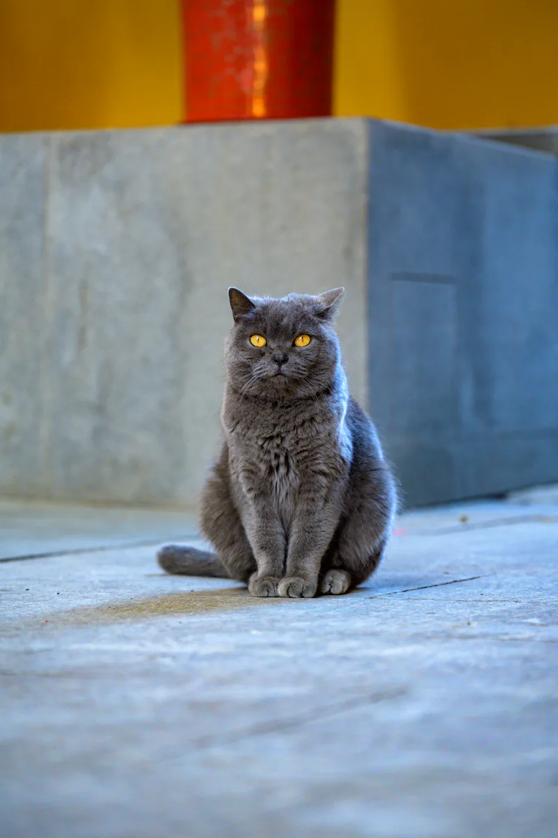 White cat with blue eyes evoking RiverClan water themes for riverclan warrior cat name ideas