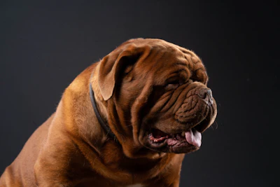 A large brown dog with wrinkles and floppy ears