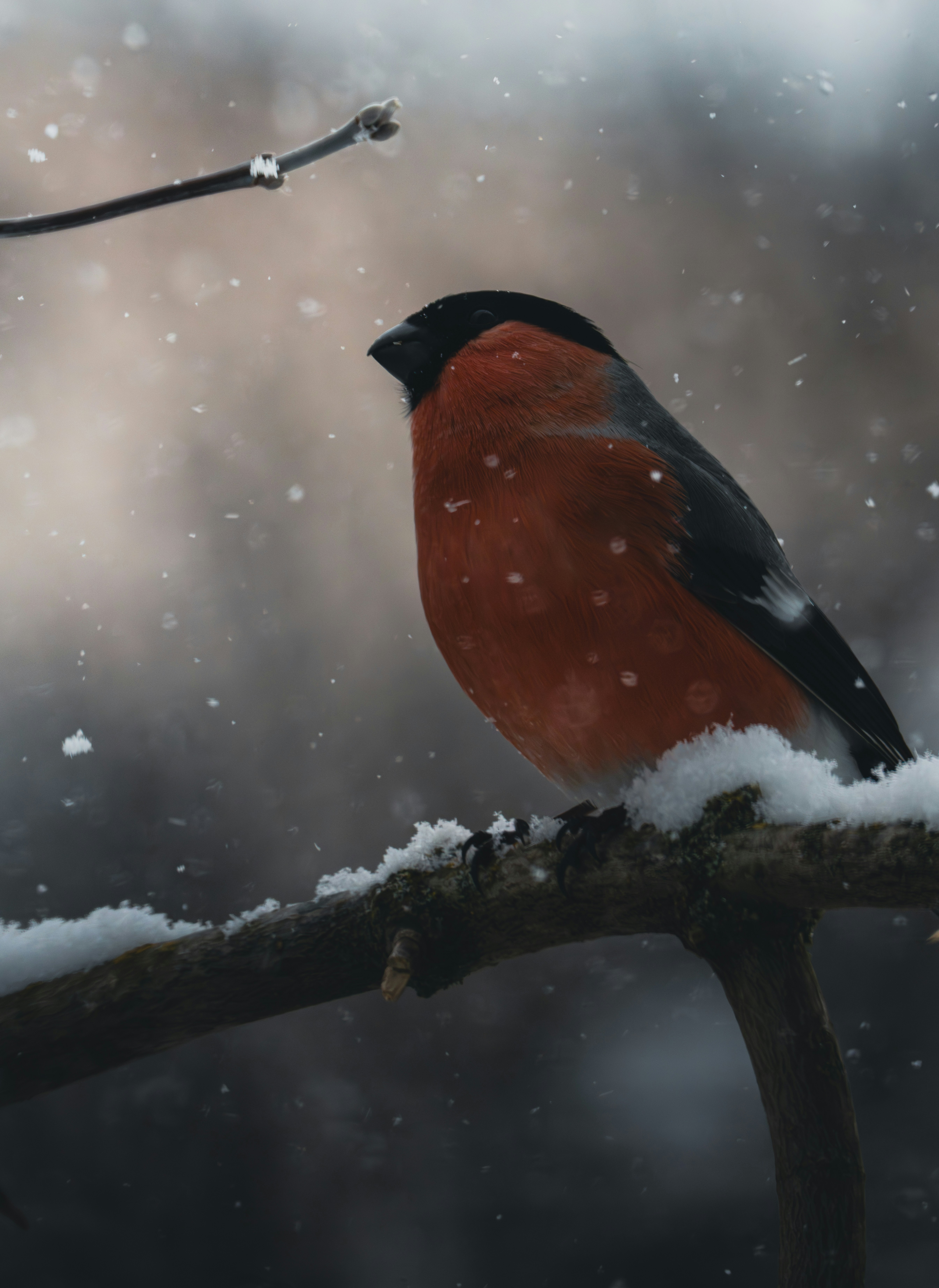 A bullfinch bird perched on a snow-covered branch.