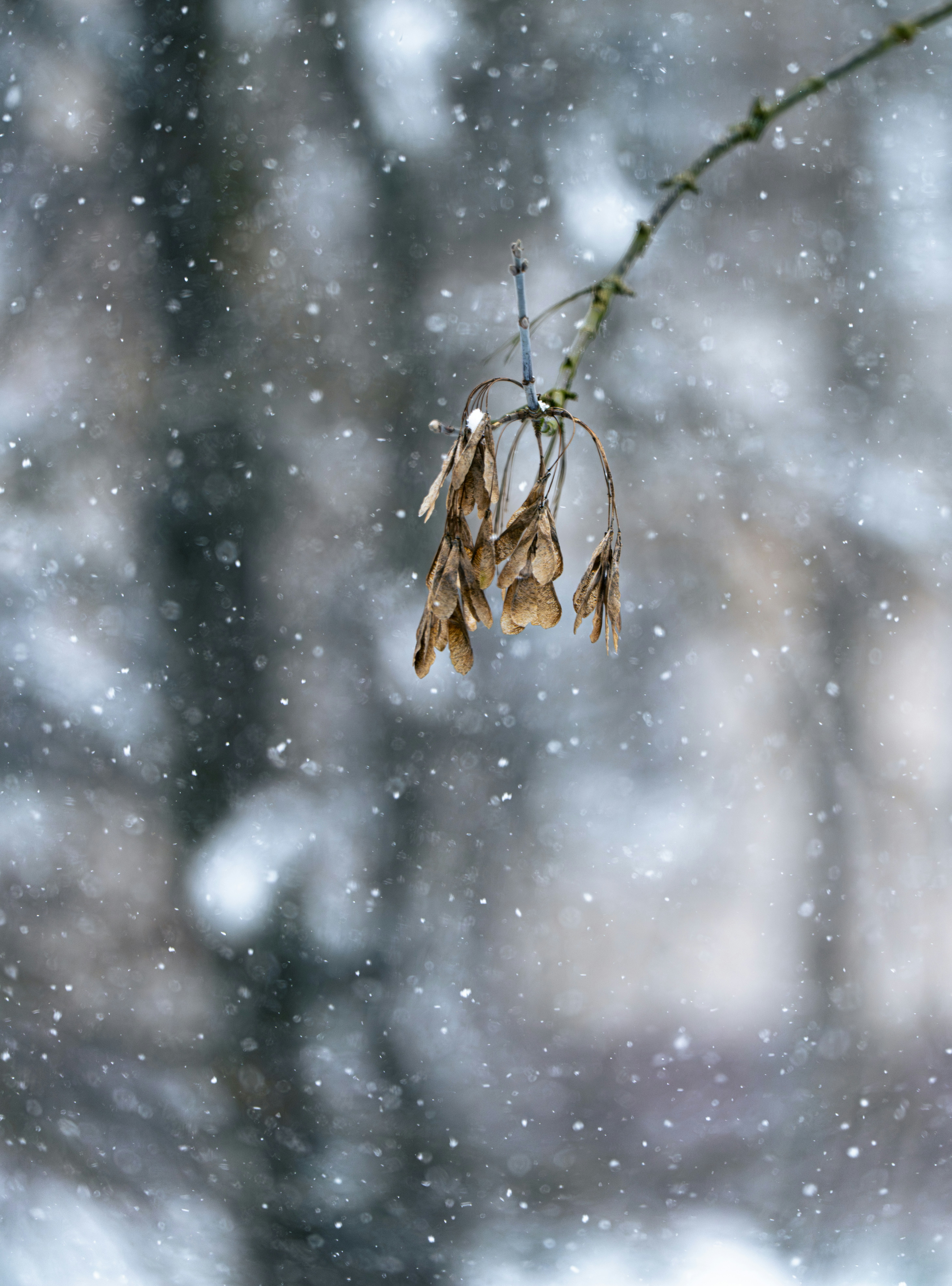Dry seed pods hang from a branch during snowfall.