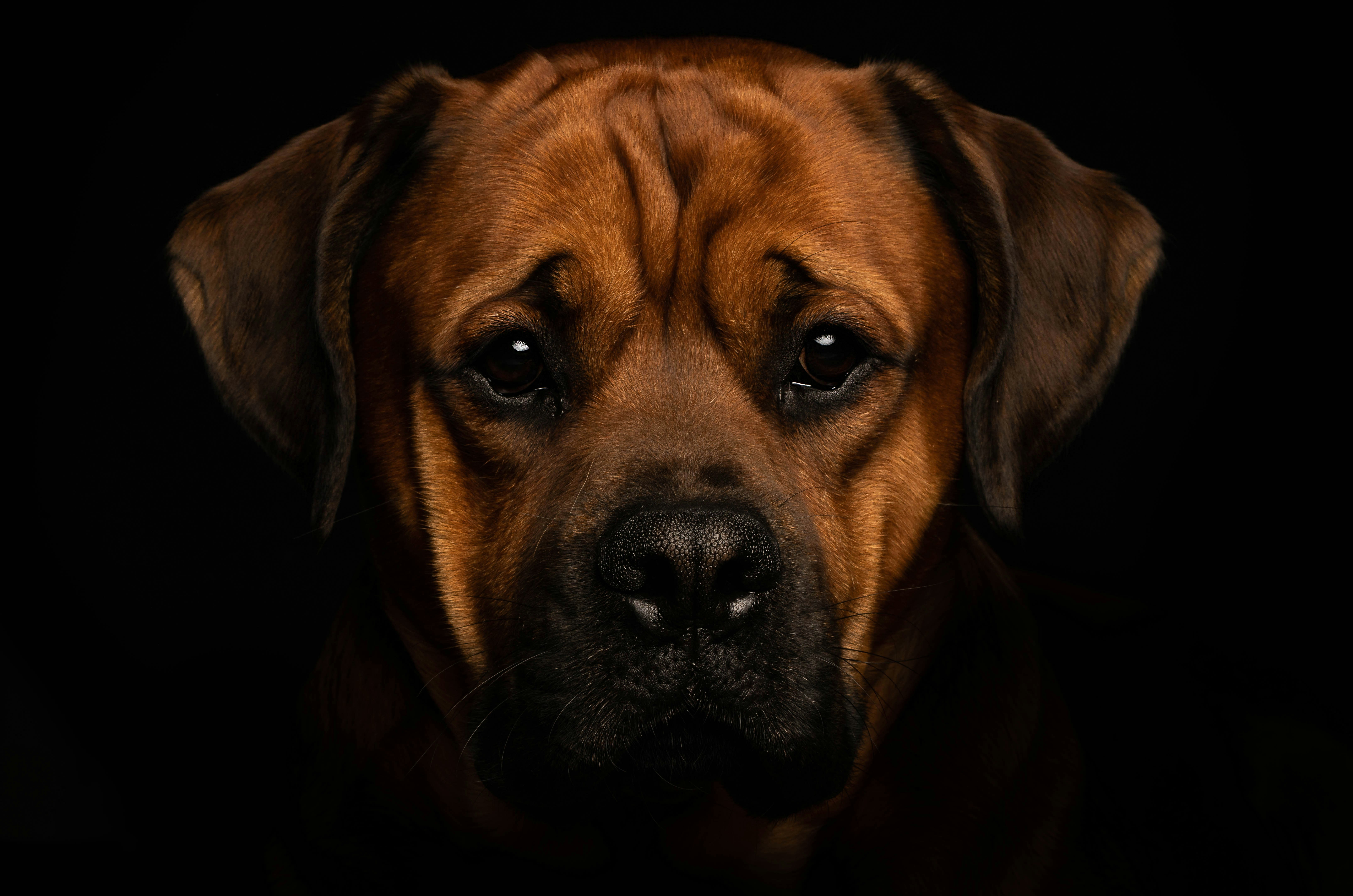 A close-up portrait of a rhodesian ridgeback dog.
