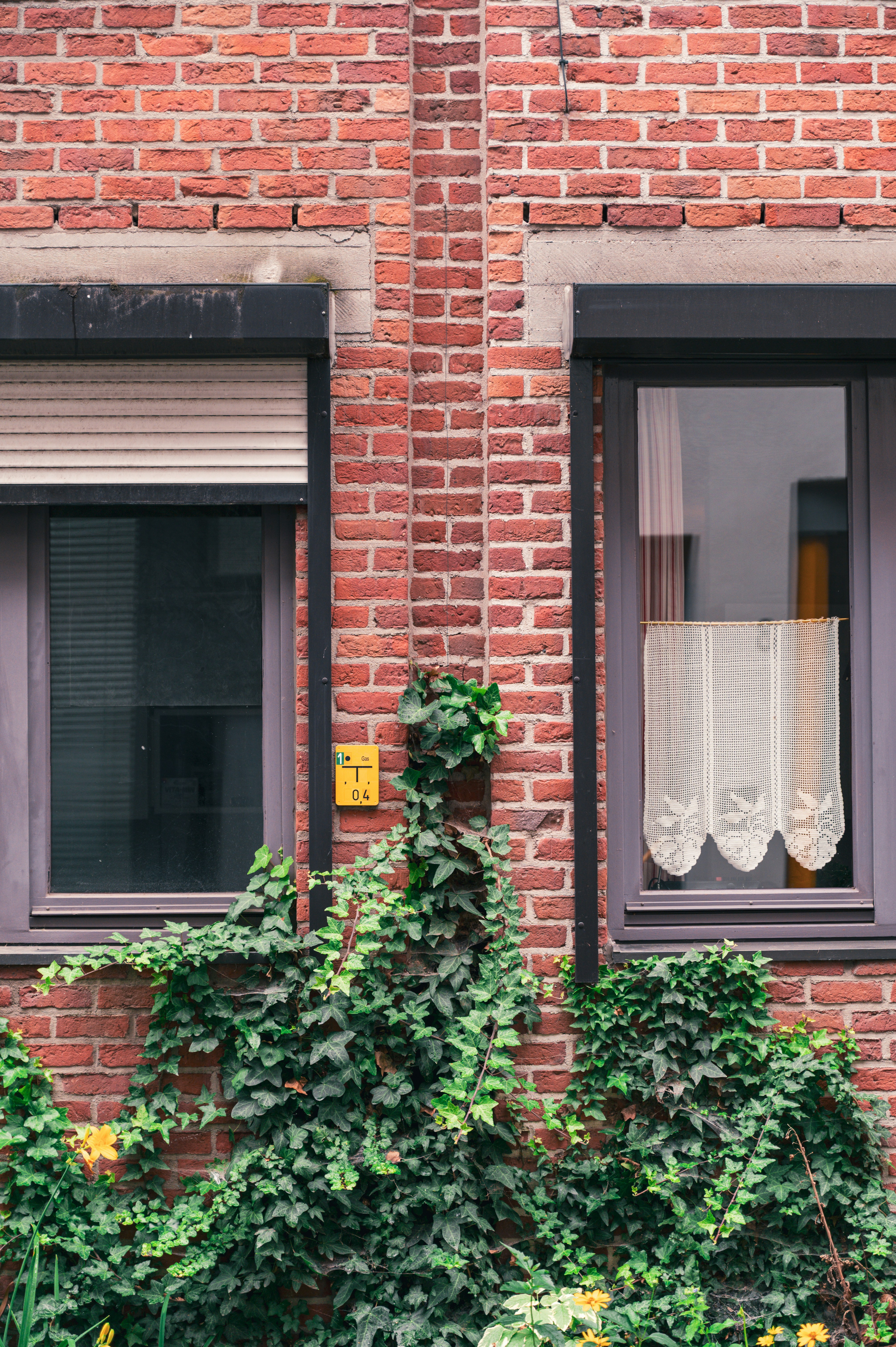 Efeu klettert auf eine Backsteinmauer zwischen zwei Fenstern.