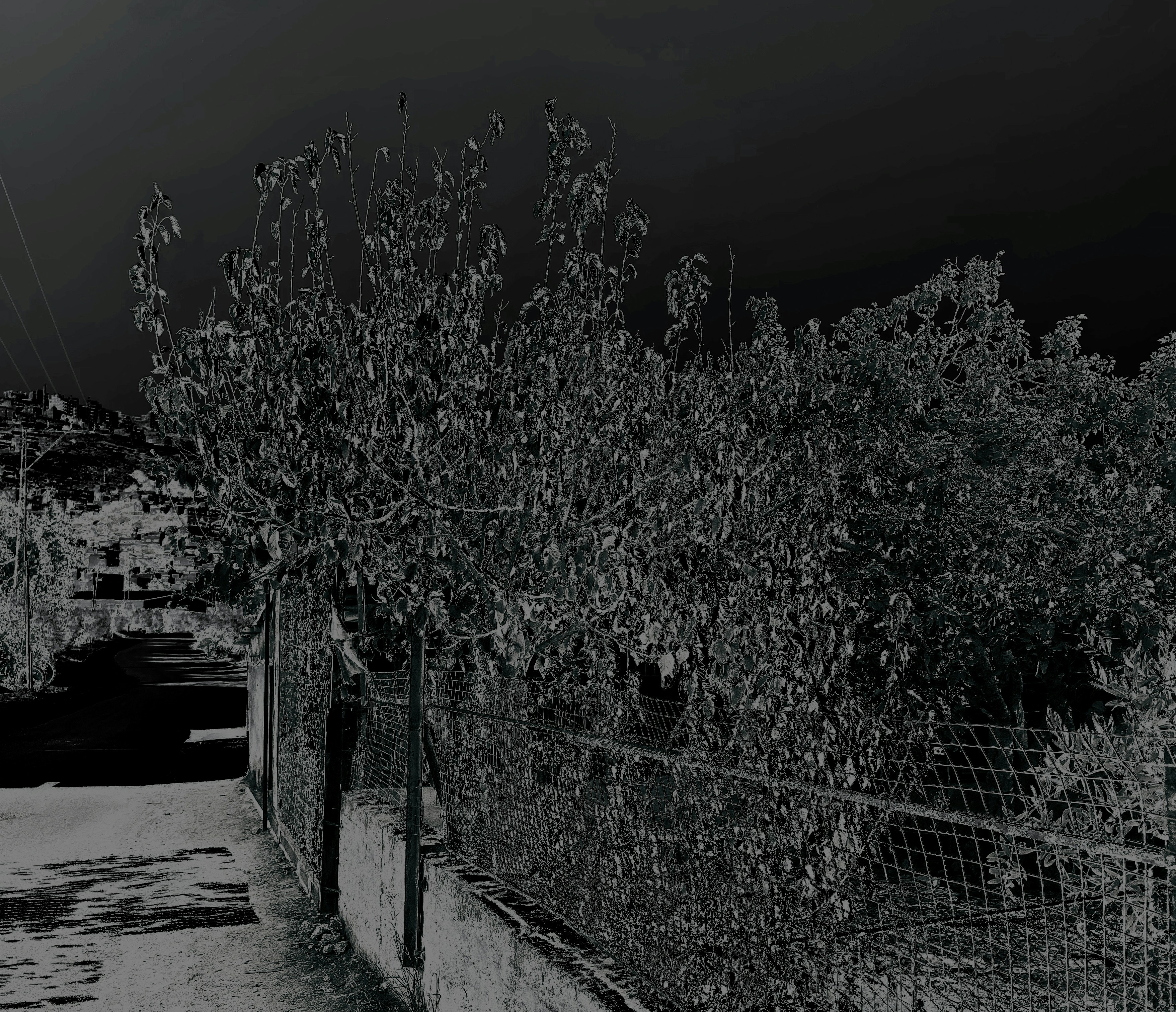 Eine nächtliche Ansicht von Bäumen und einem Zaun