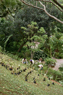 Gardeners planting rows of small plants on a hillside.
