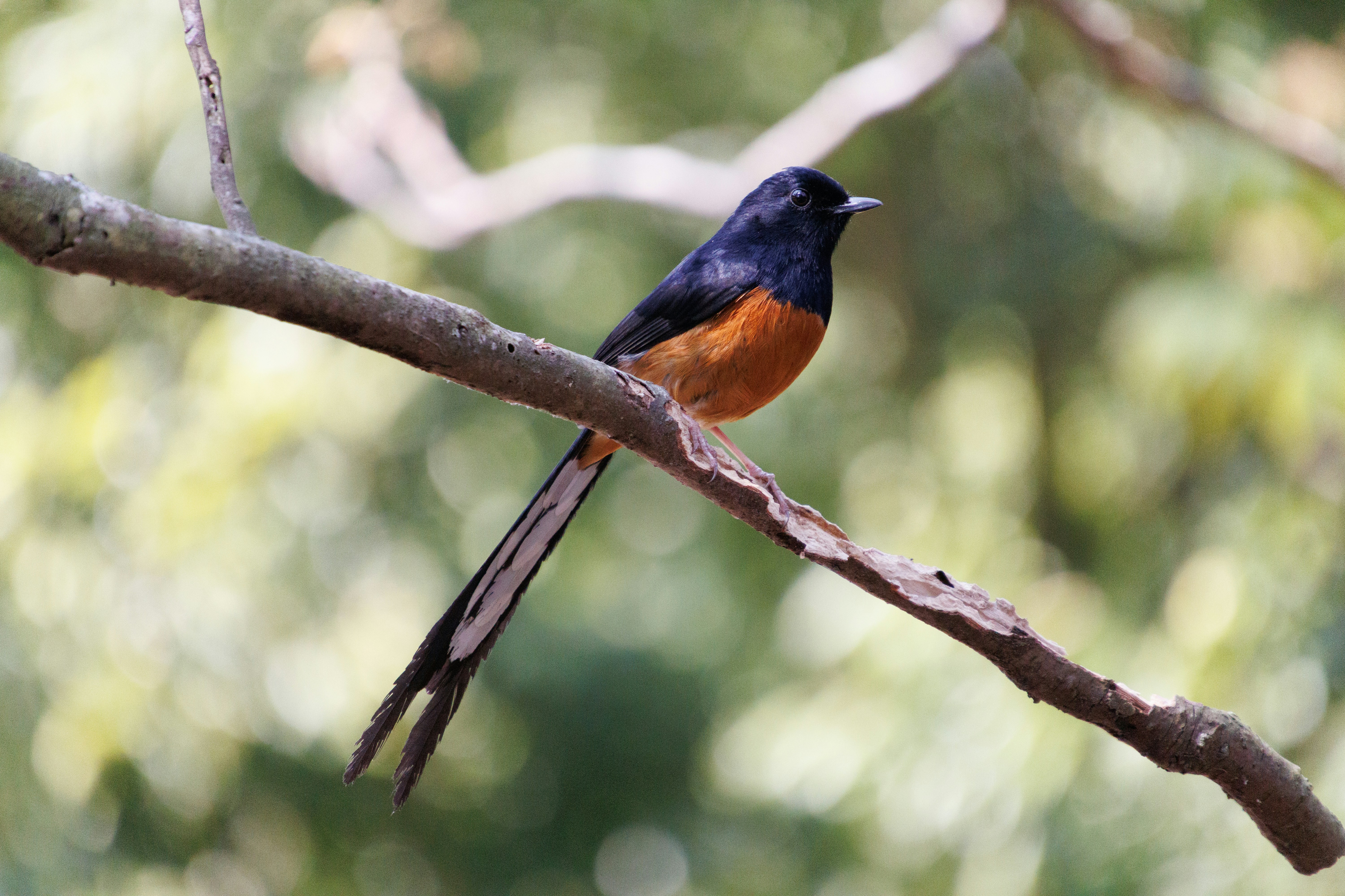 Photo by floatflower