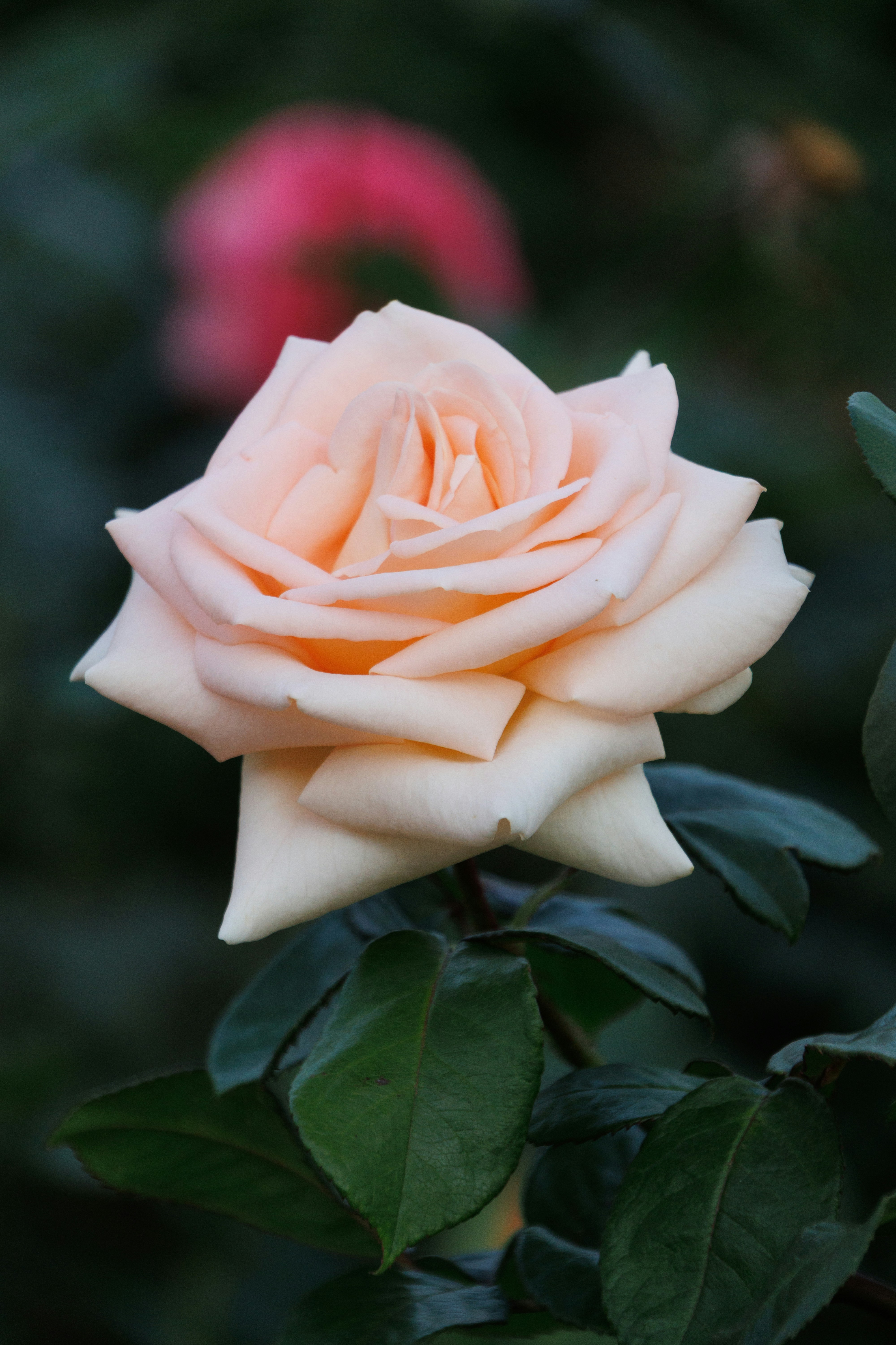 Photo by floatflower