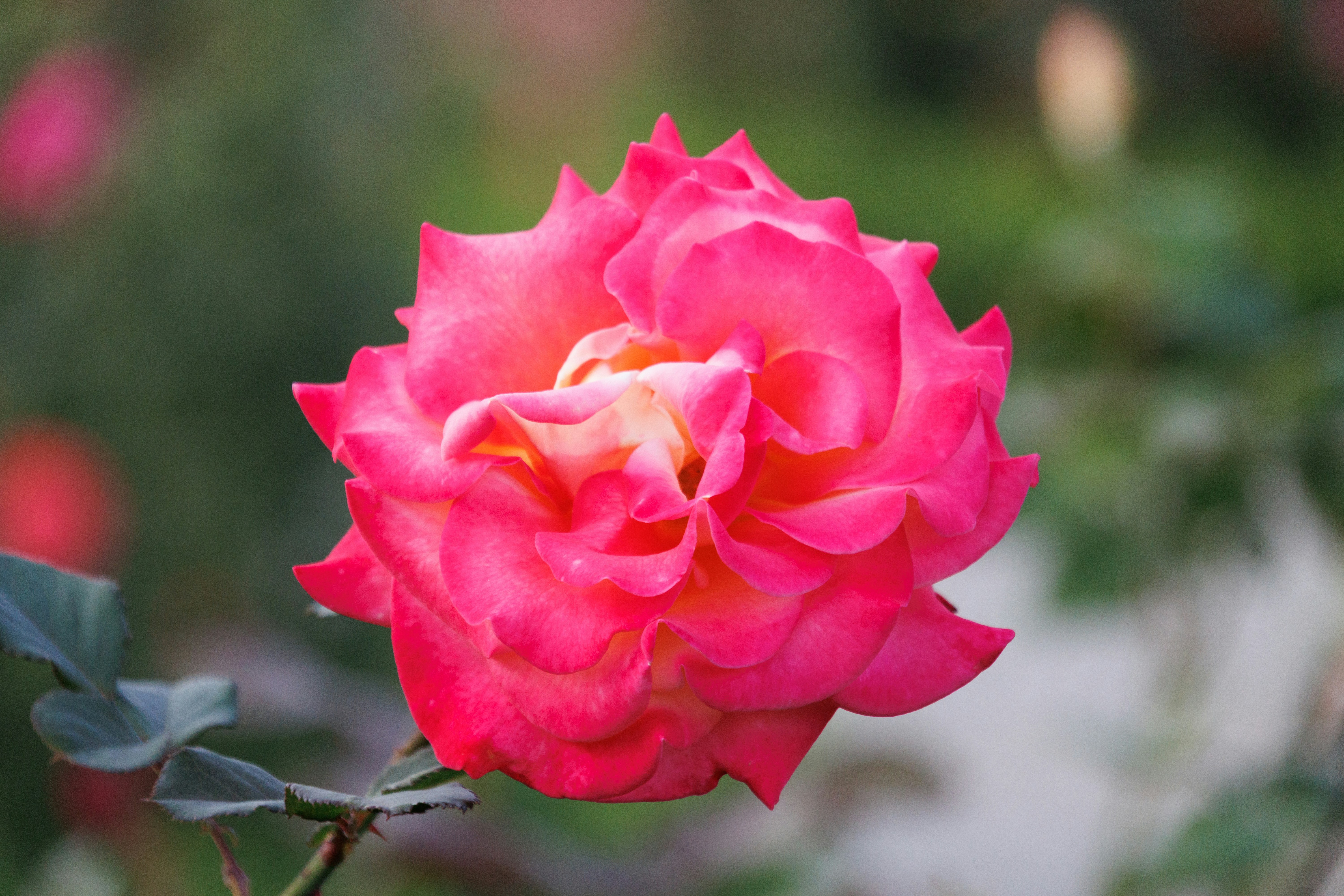 Photo by floatflower