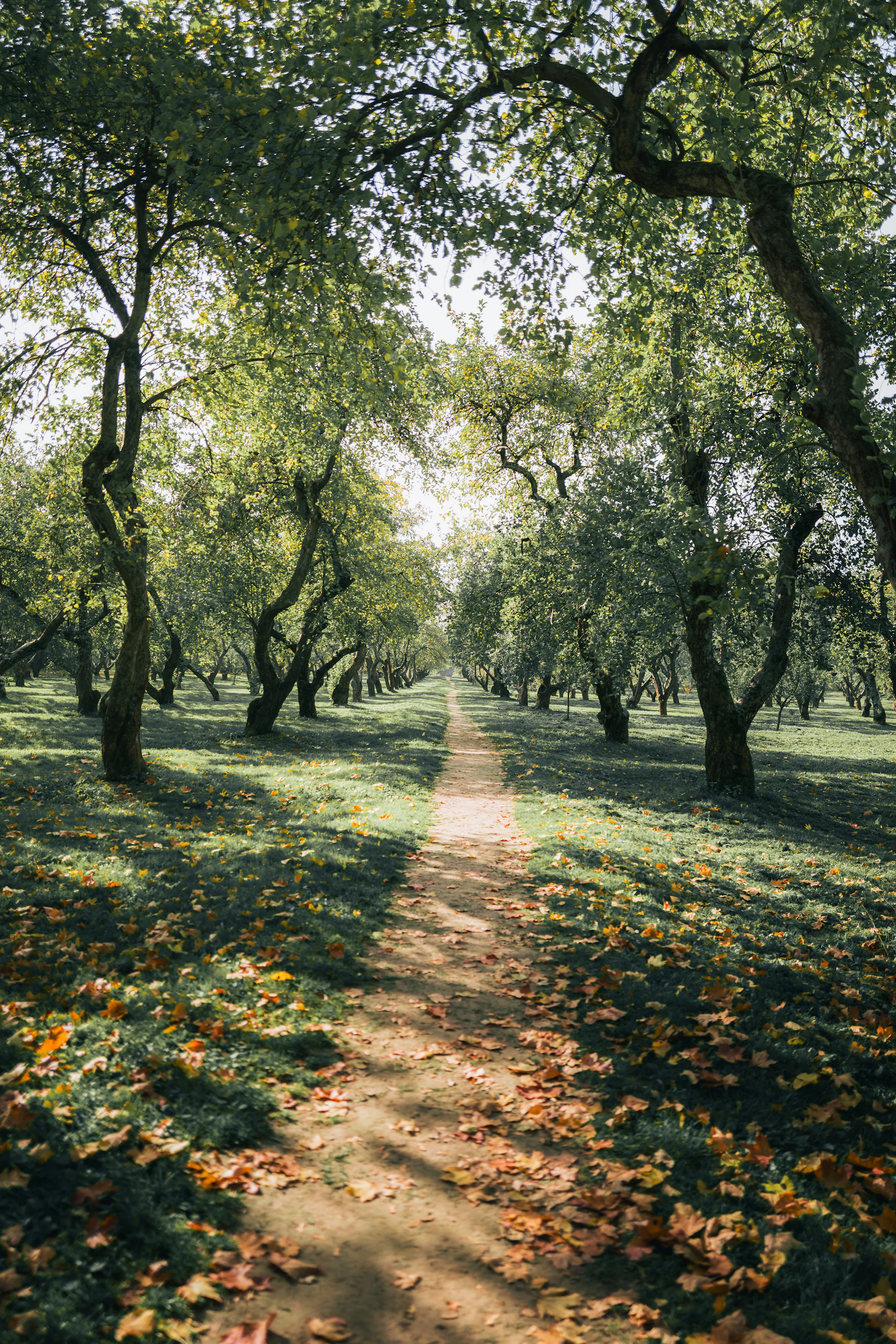 A mown path running between rows of old fruit trees in dappled sunlight