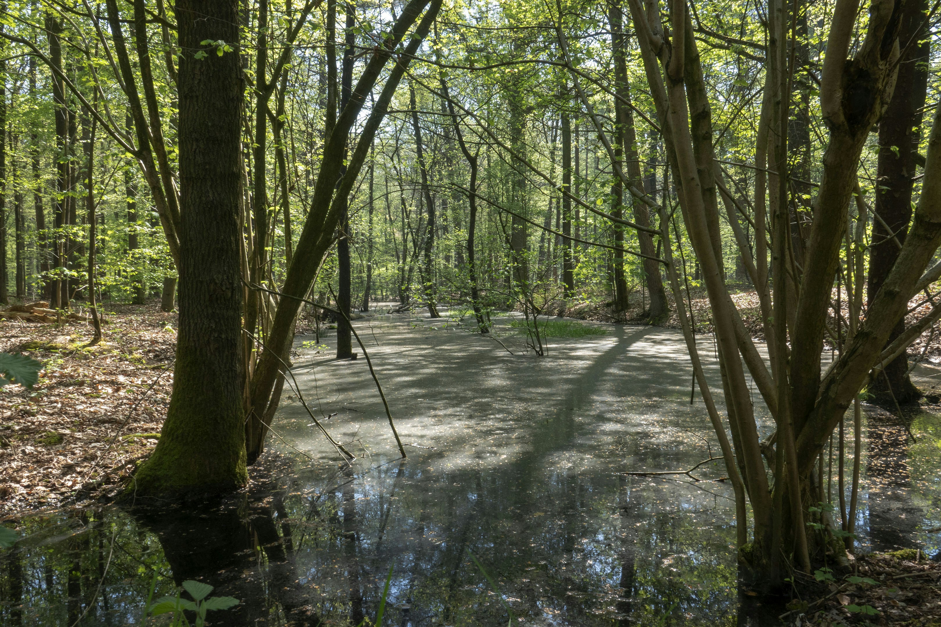 A flooded forest floor with sunlight filtering through trees.