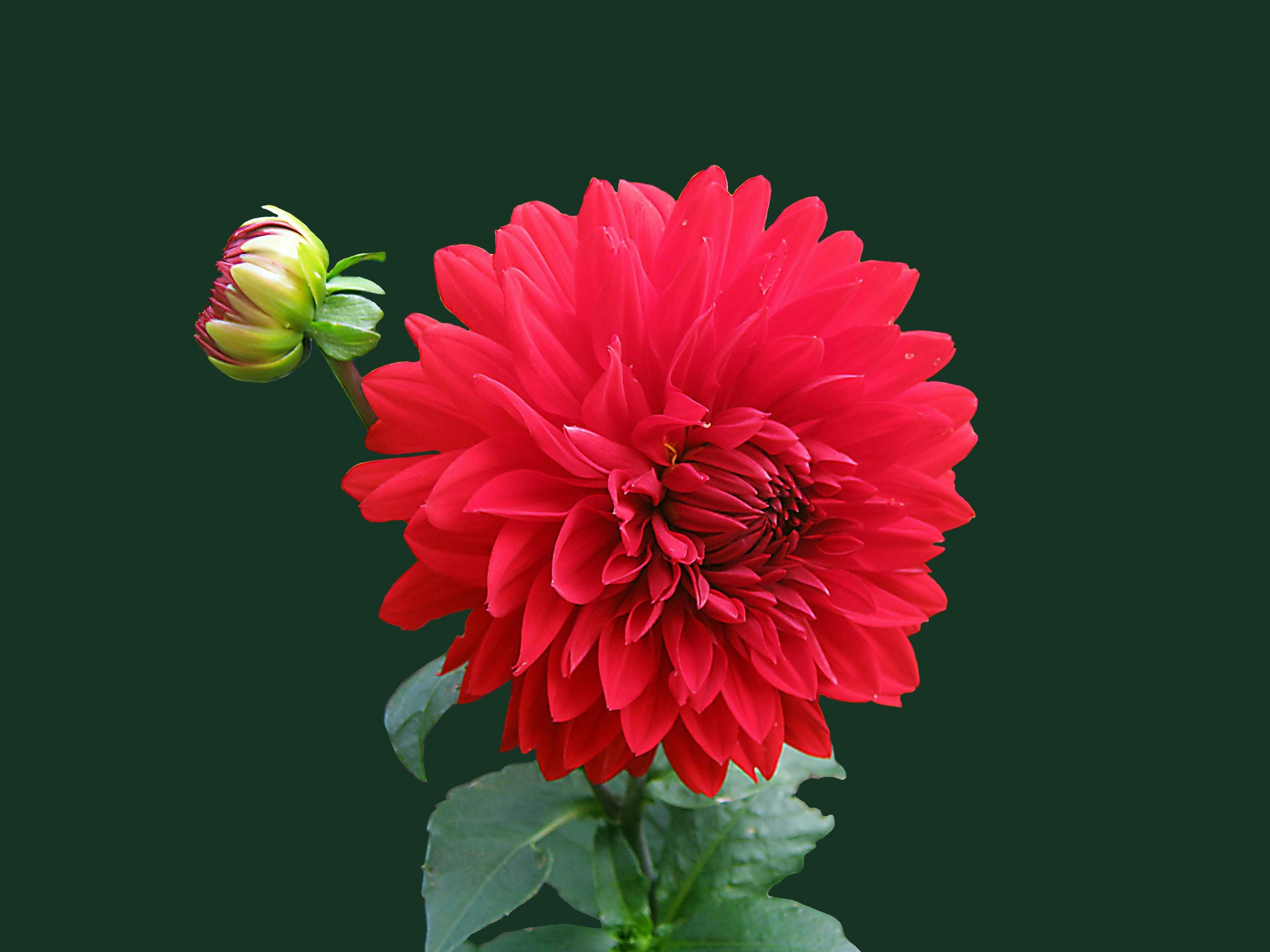 A vibrant red dahlia flower with a bud.