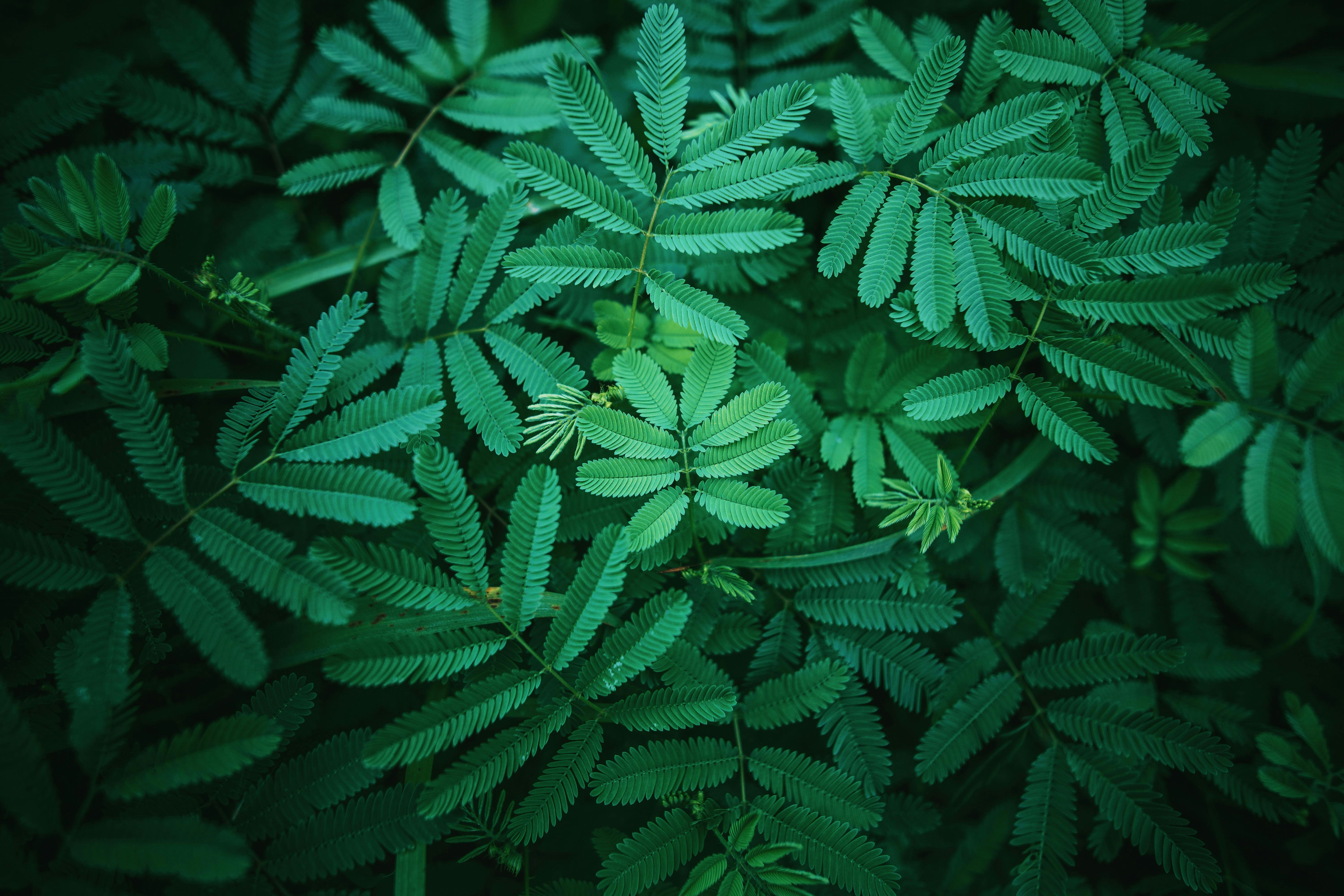 A close-up view of lush green leaves in the forest.