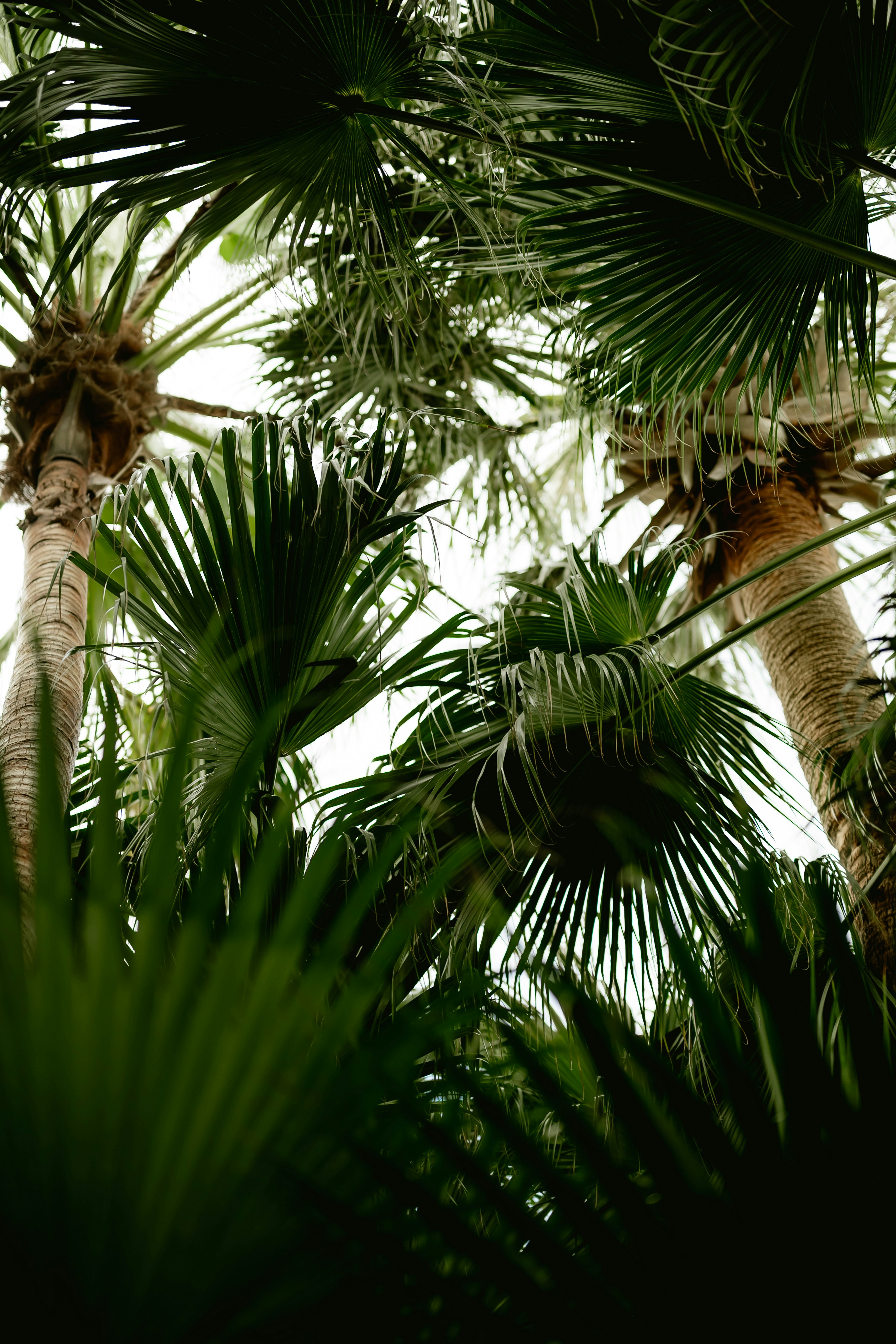 Tall palm trees with green fronds against a bright sky