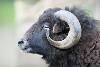 A close-up profile of a black ram with large horns.