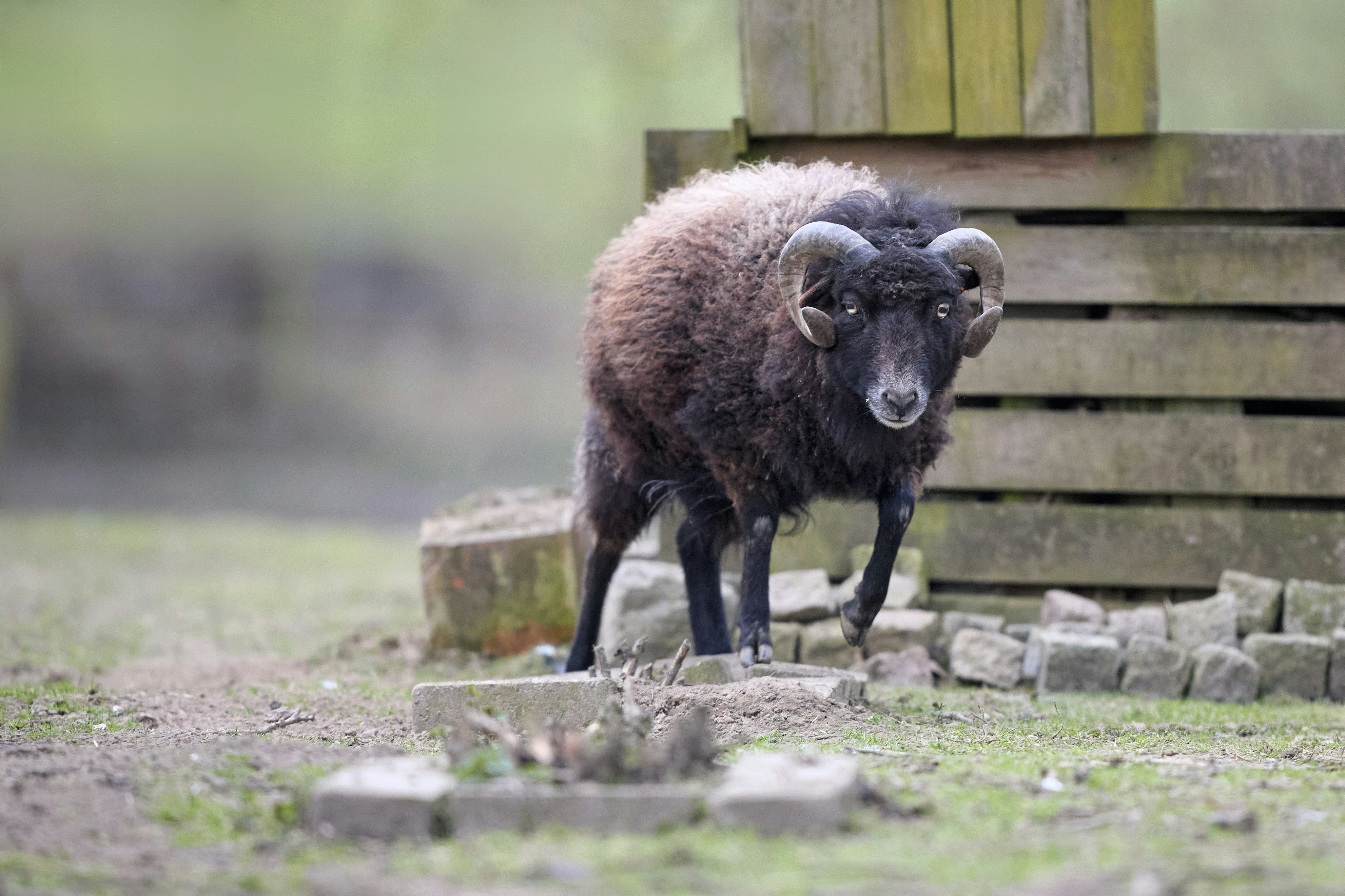 Photo by erwinbosman