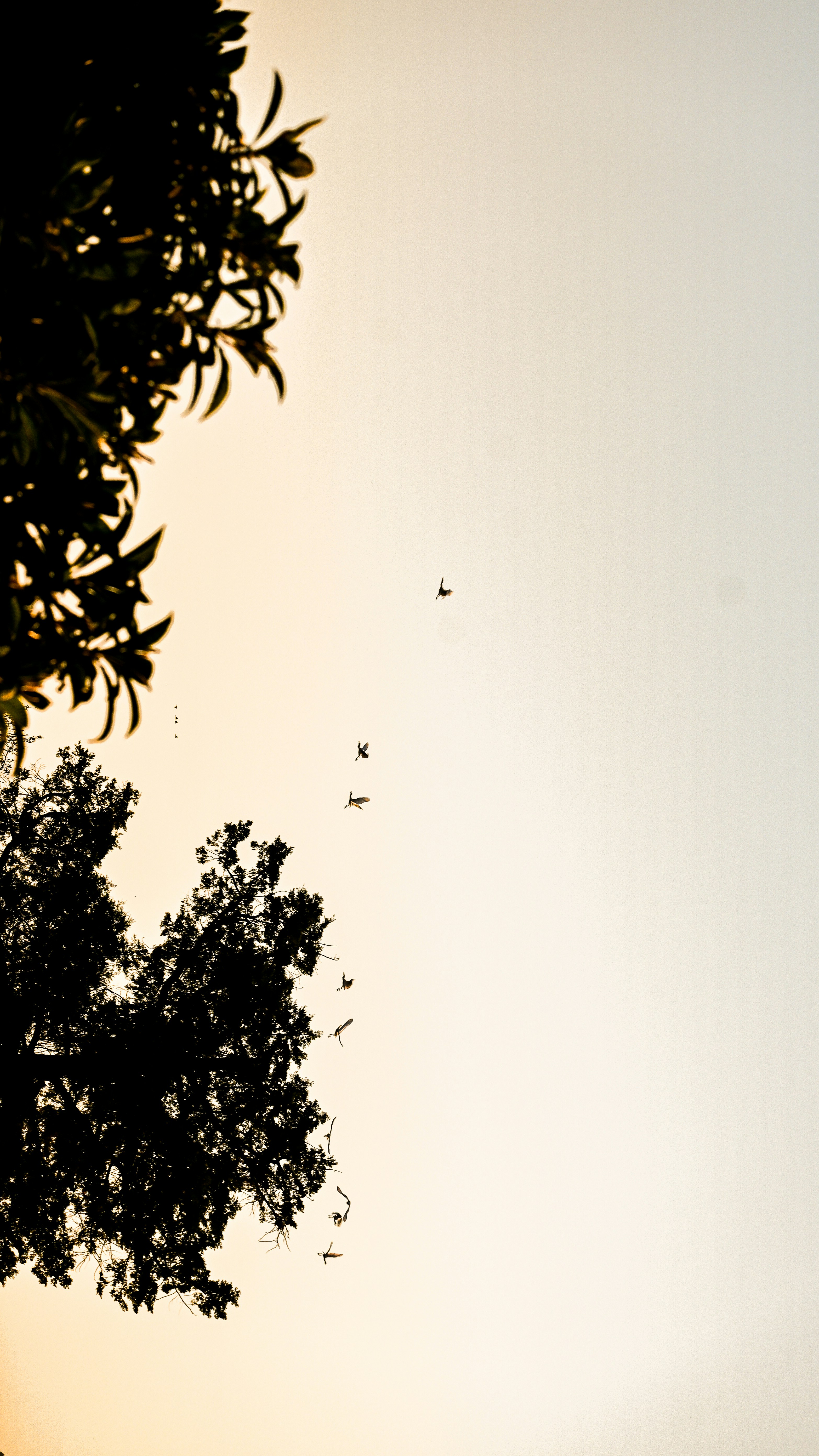 Silhouette of trees against a pale sky with birds.