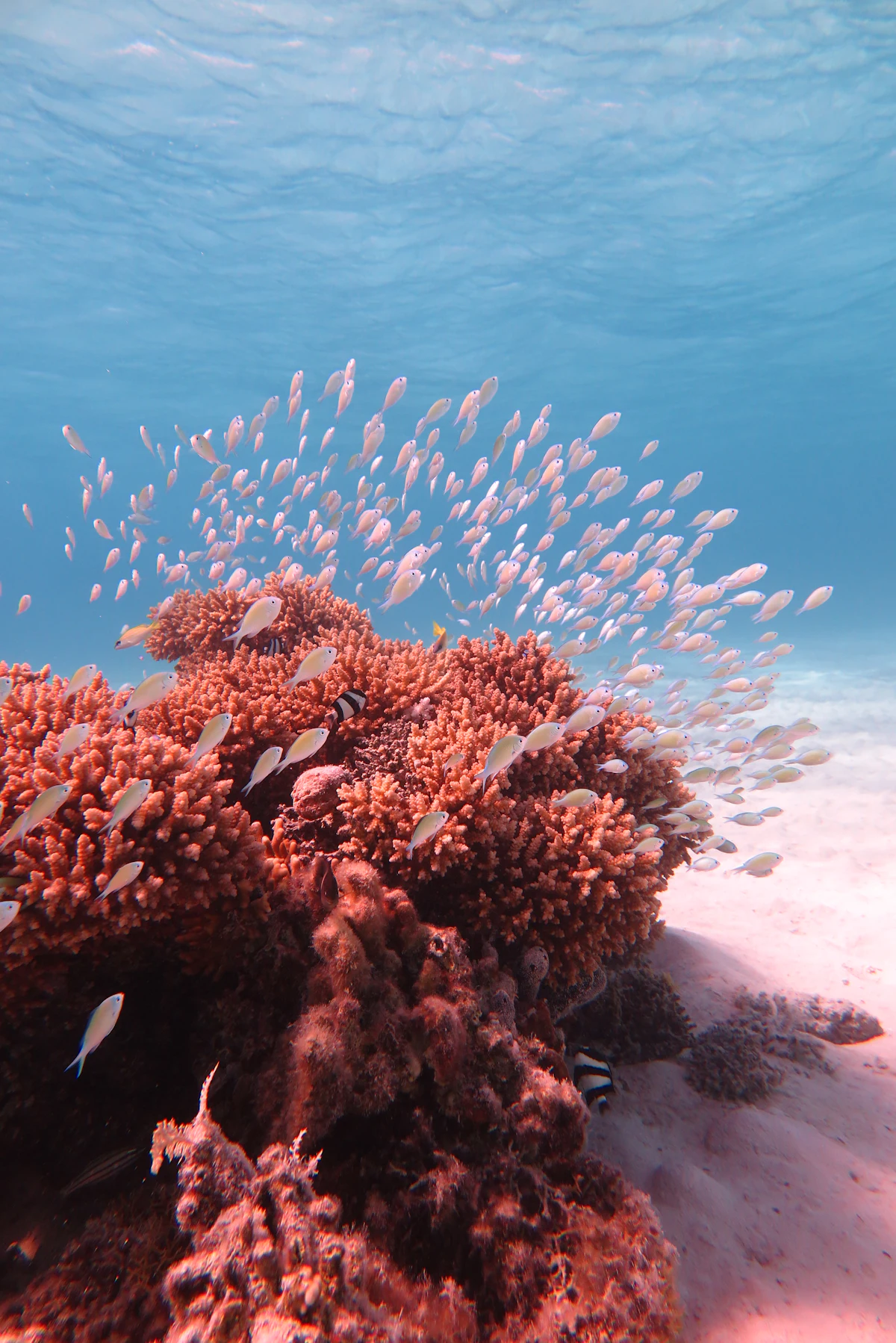 A school of fish around coral