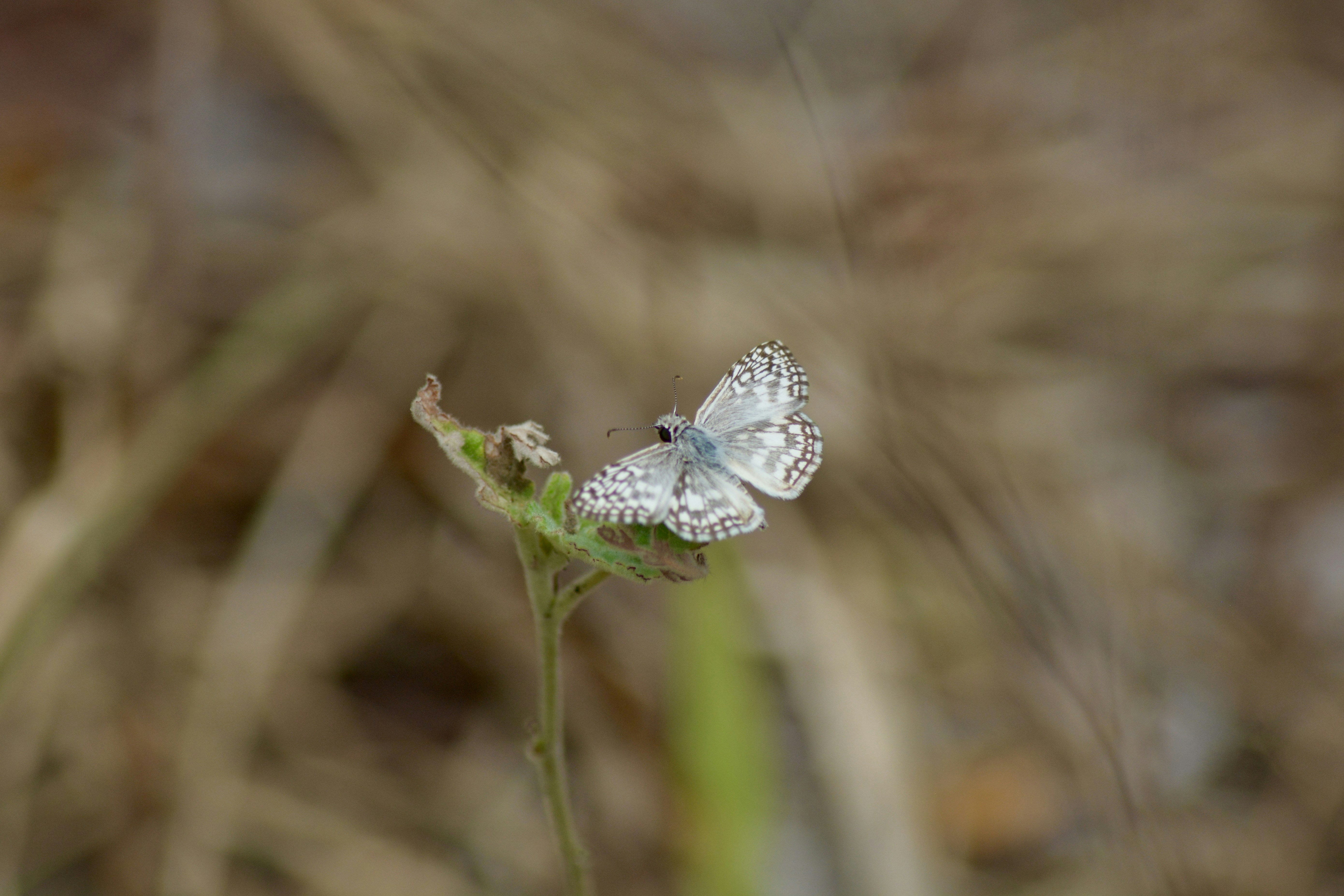 Photo by iurialbuquerque