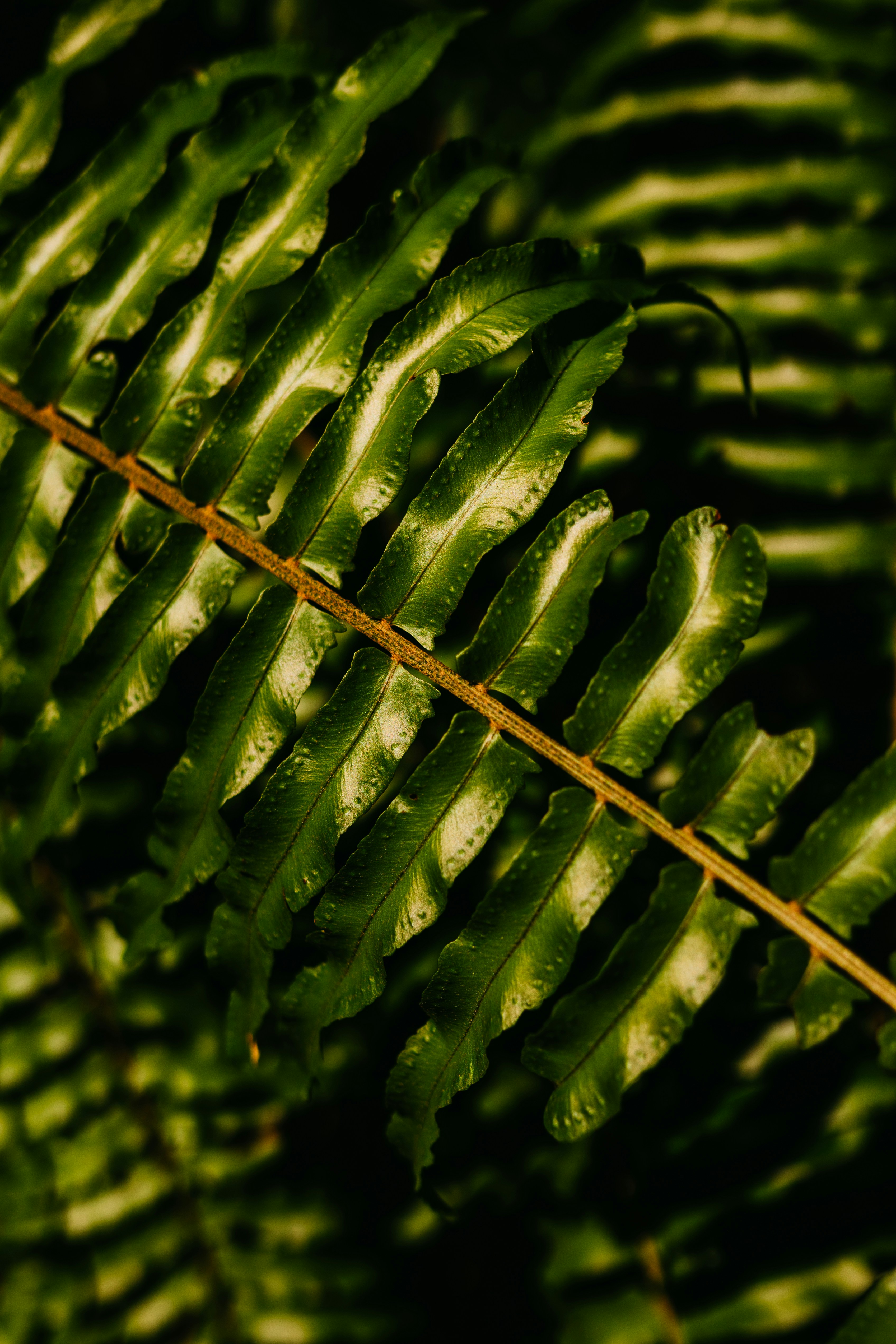 Photo by jonathanborba