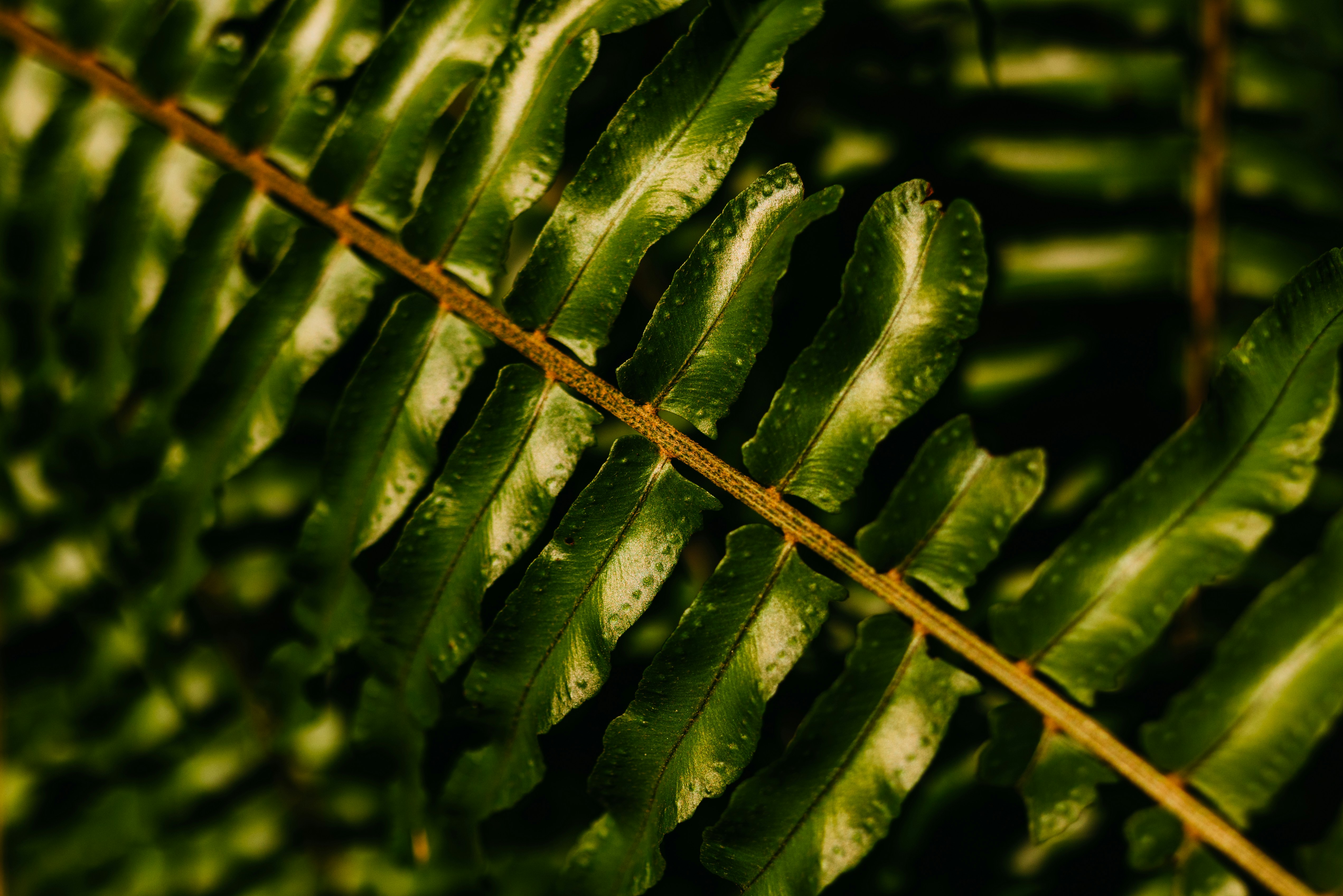 Photo by jonathanborba