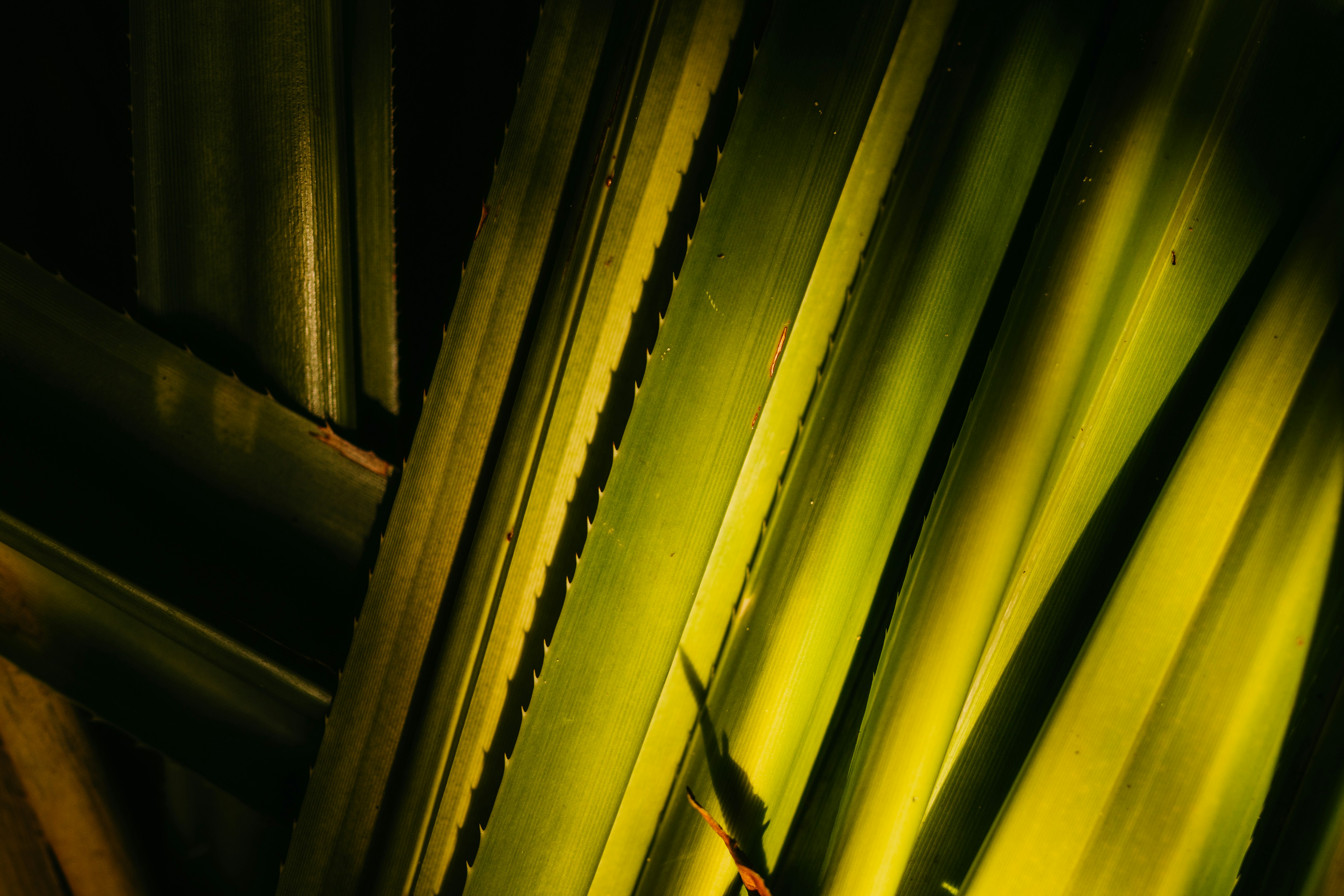 Photo by jonathanborba