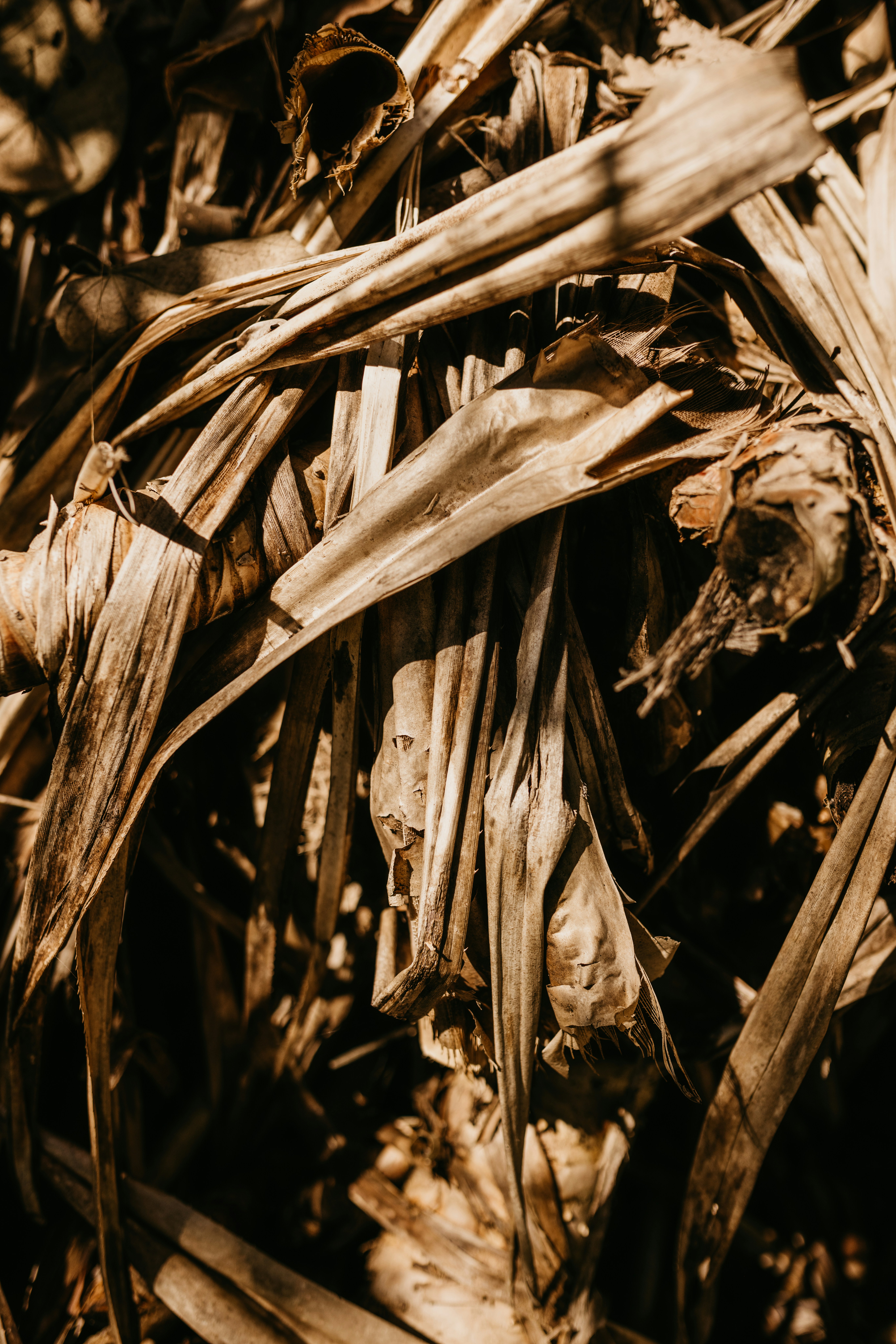 Photo by jonathanborba