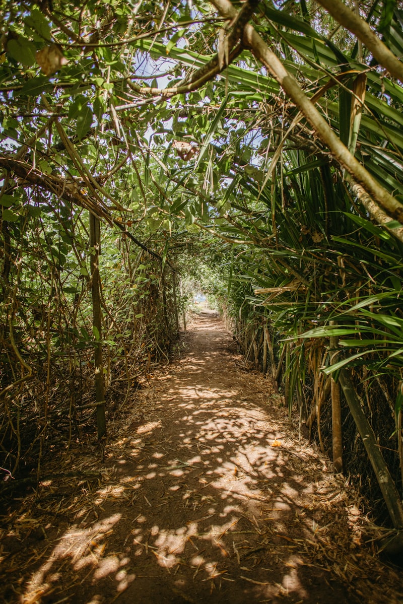 Forest trail with sunlight filtering through trees