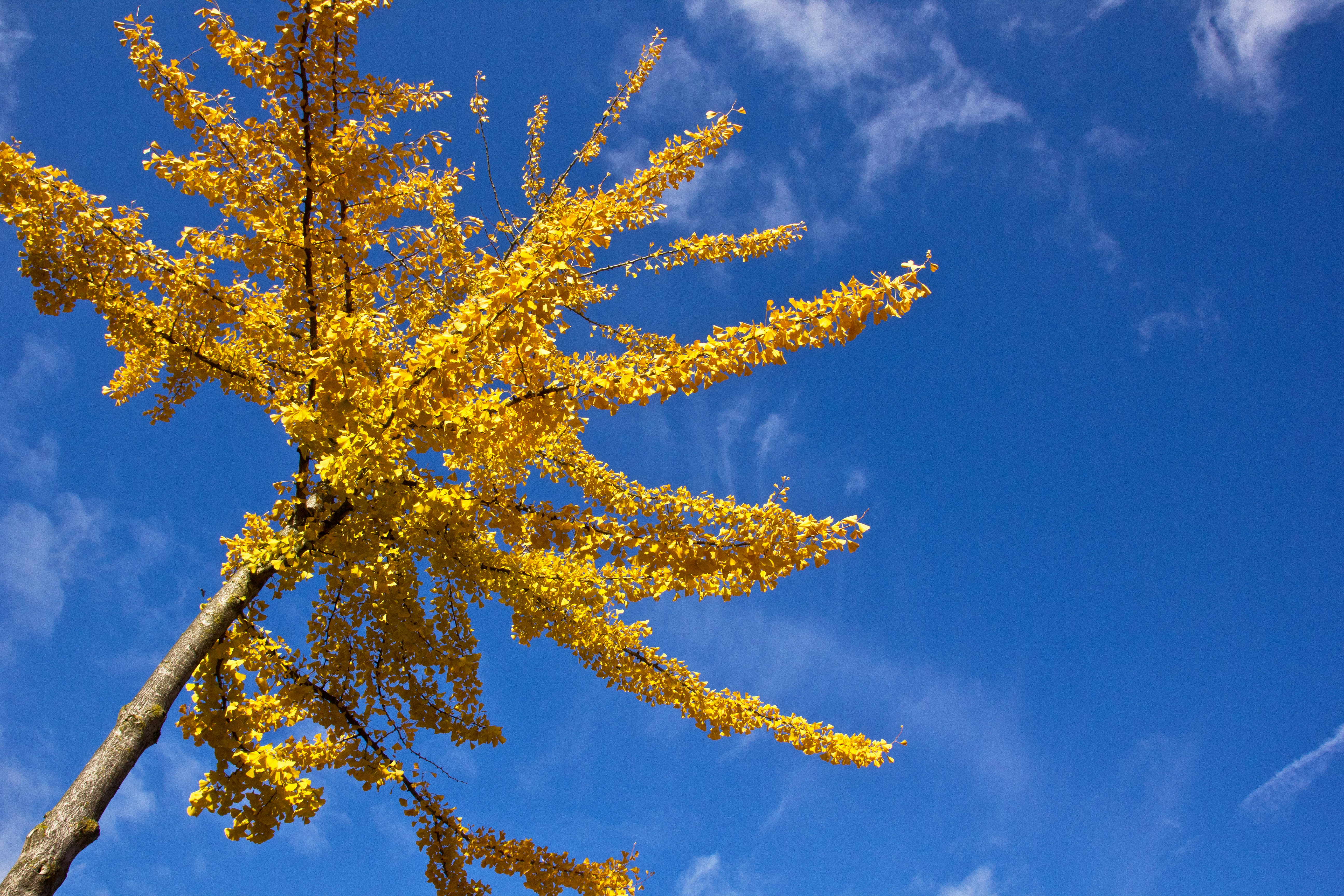 Photo by conniedevries