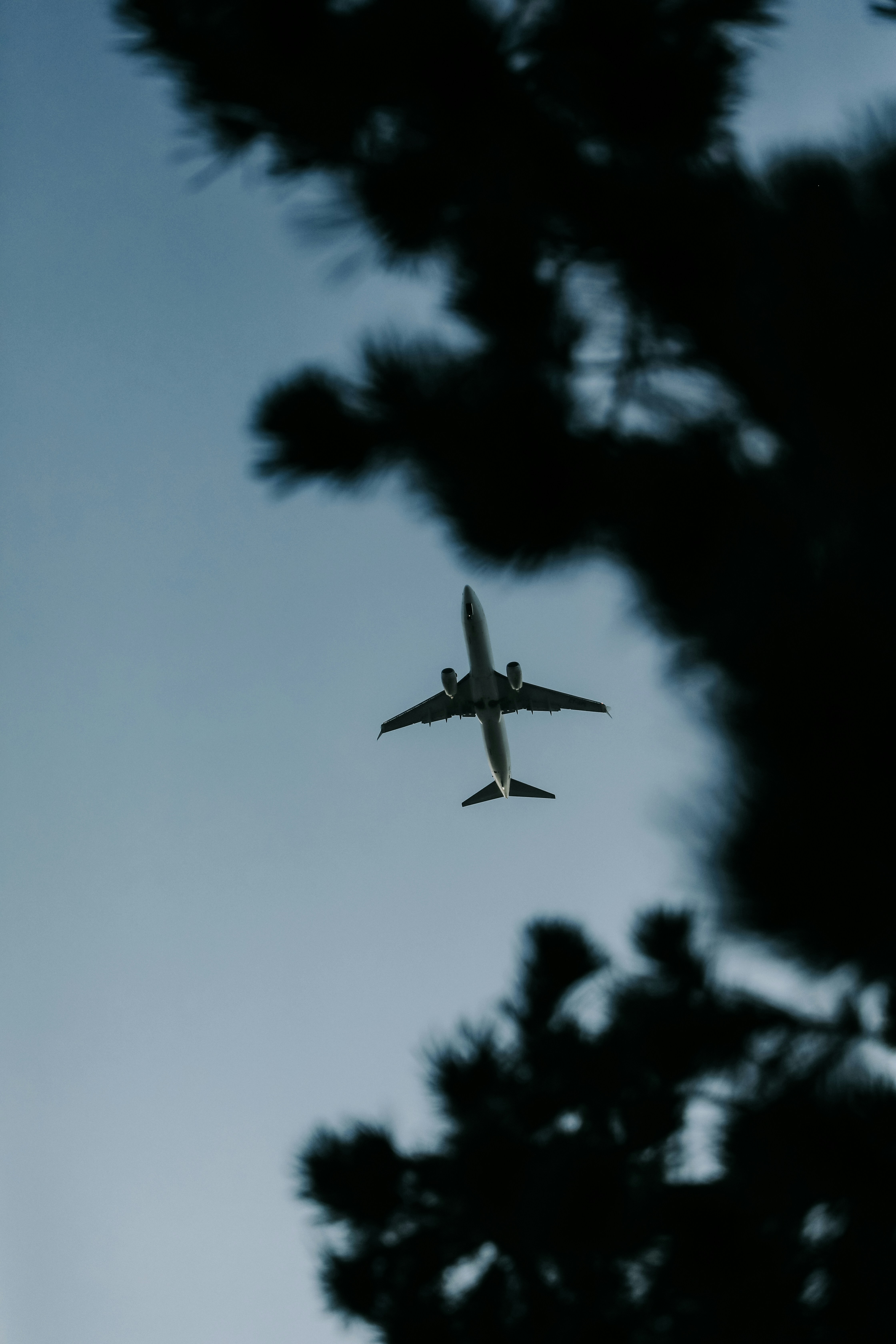 Airplane flying in the sky above trees