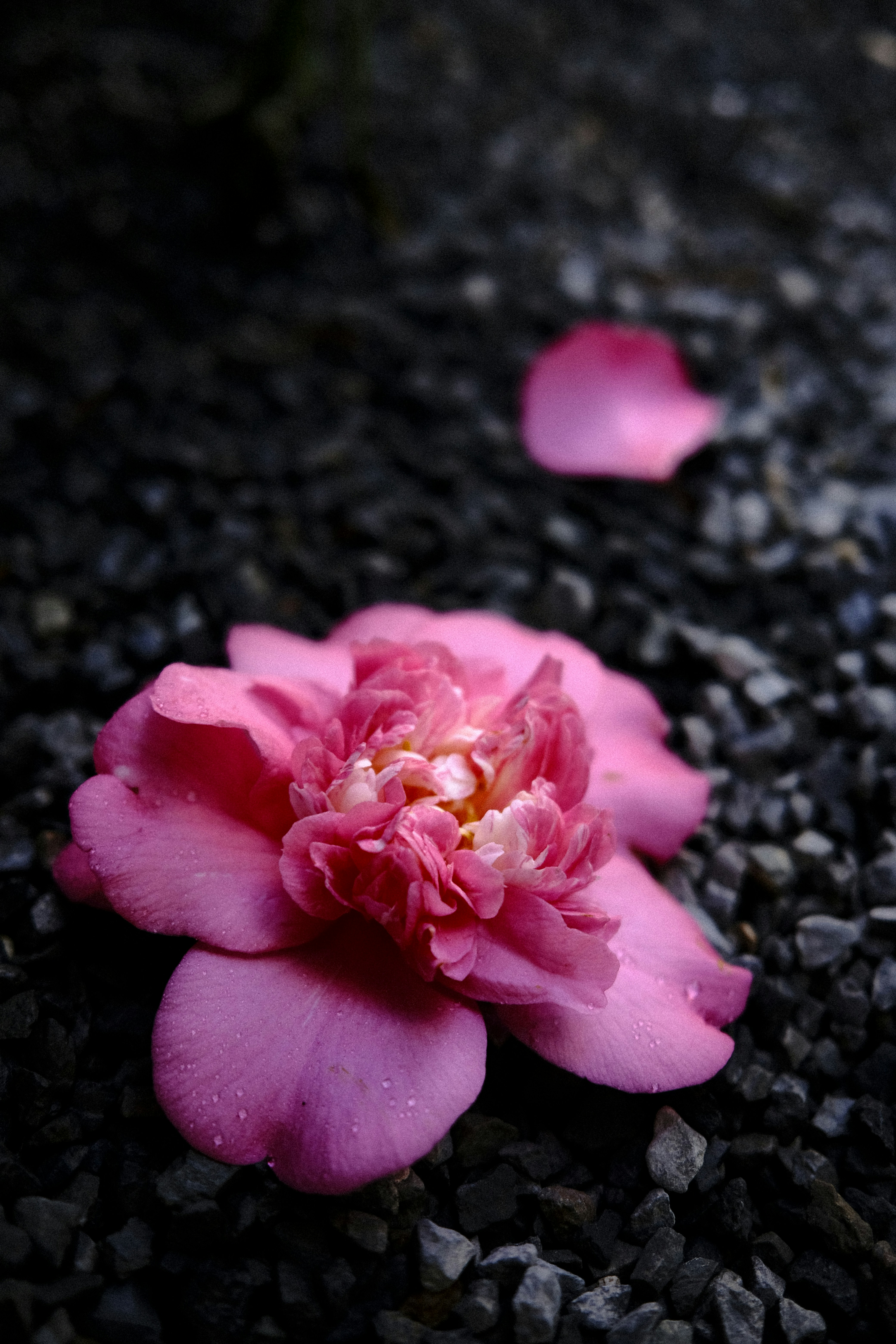 A delicate pink camellia flower rests on dark gravel.