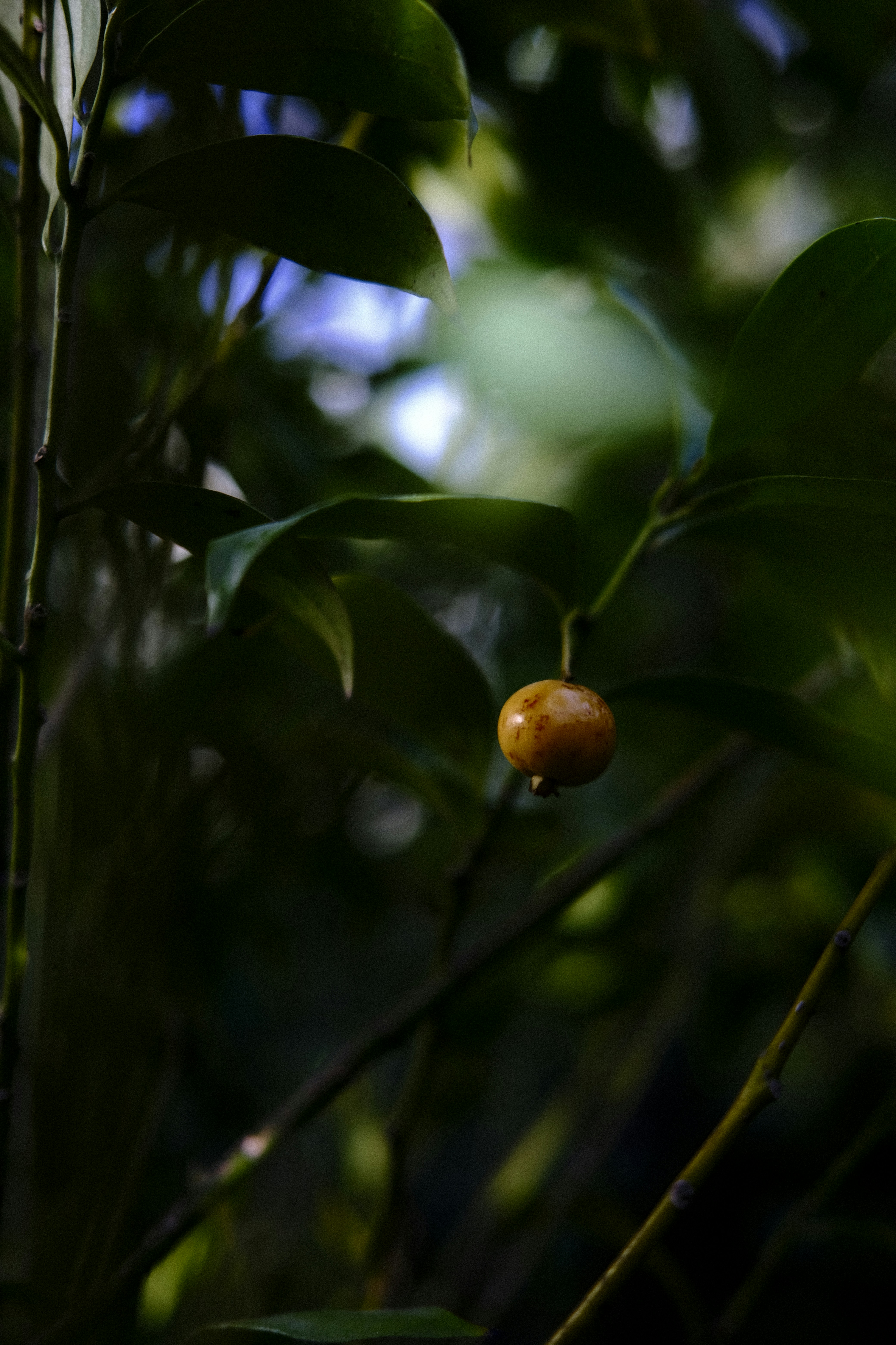A single orange berry hangs from a branch.