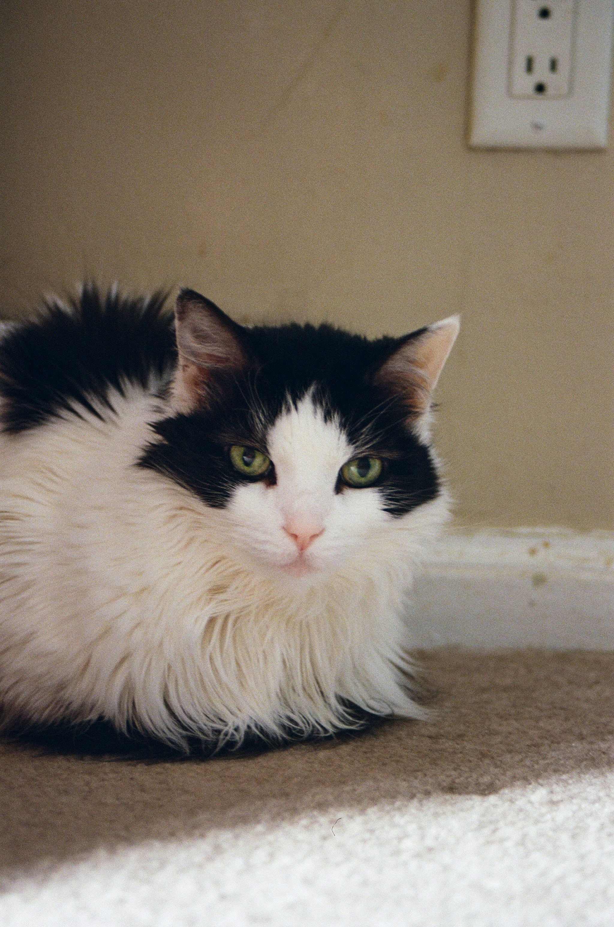 Black and white cat with green eyes sits on carpet.