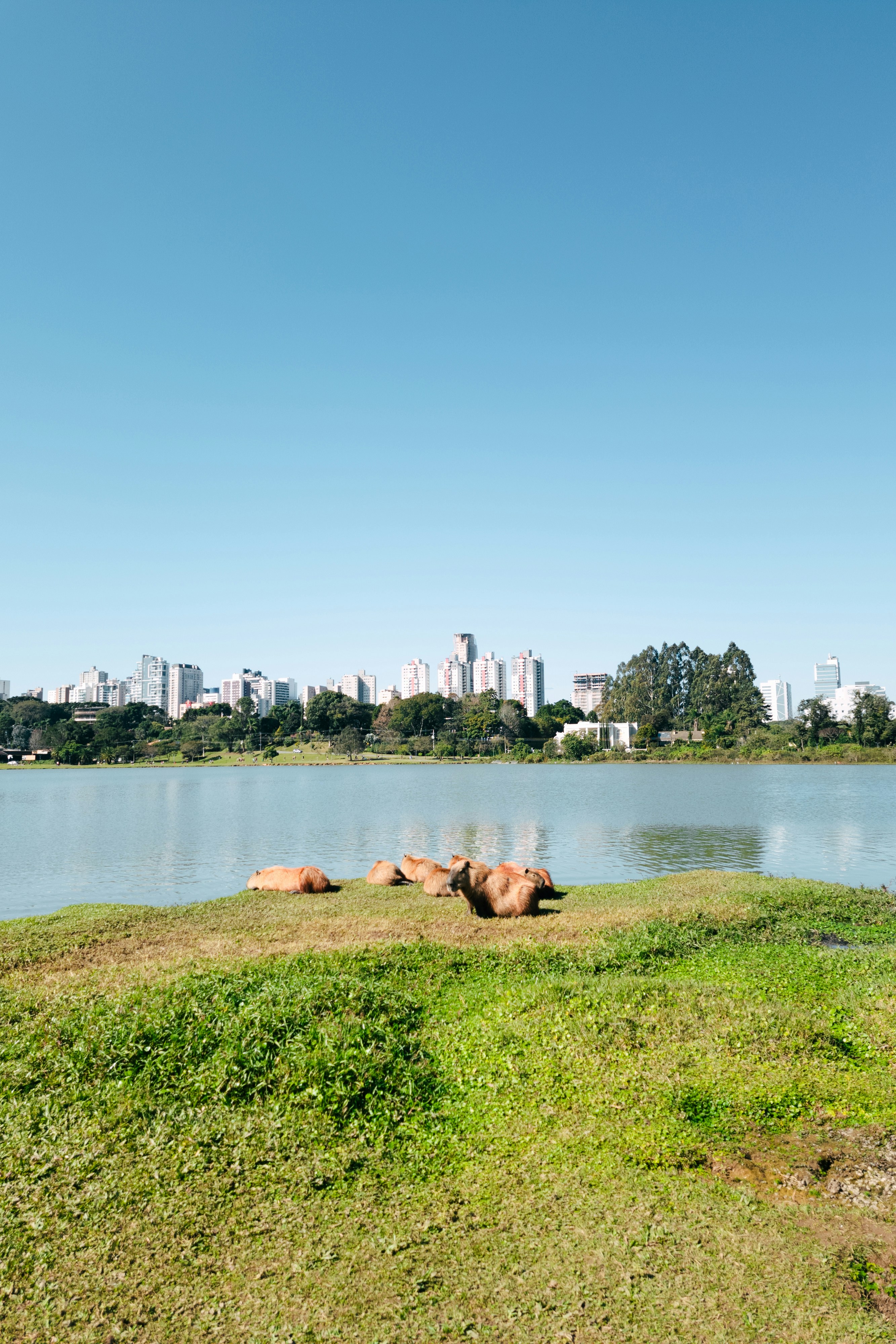 Capybaras rest by a lake with city skyline background