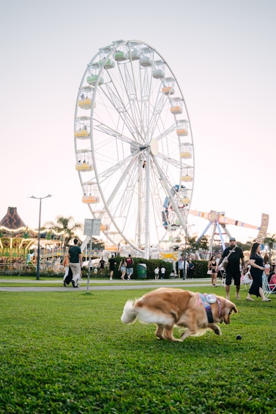 Recall Training: How to Get Your Dog to Come When Called Every Time