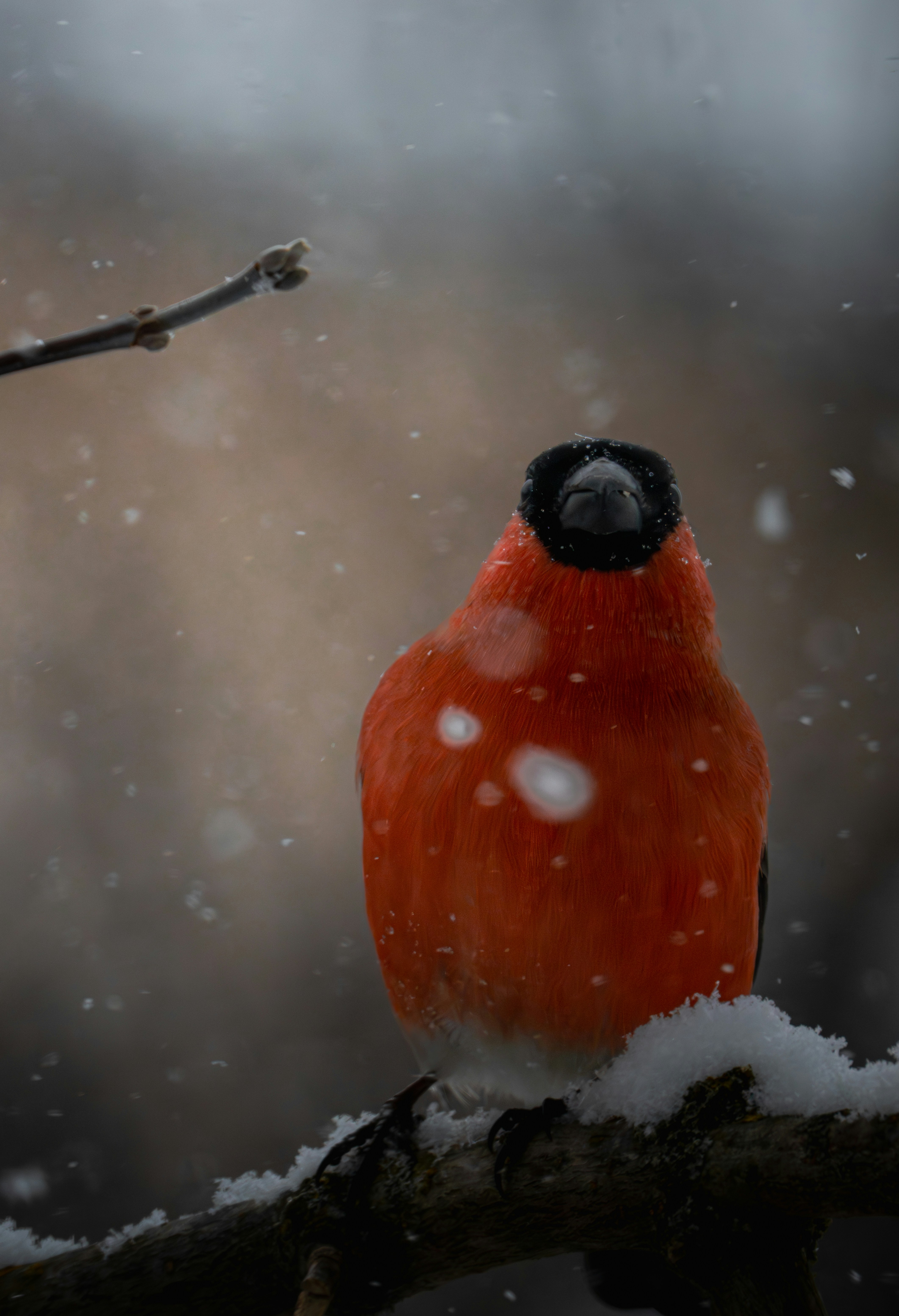 A bullfinch sits on a snowy branch during snowfall.