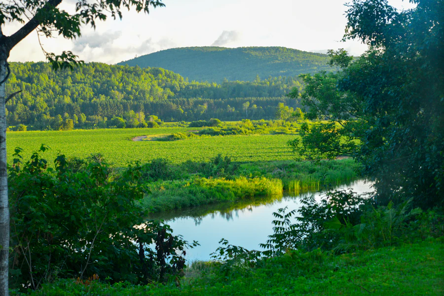 Green Around Every Window