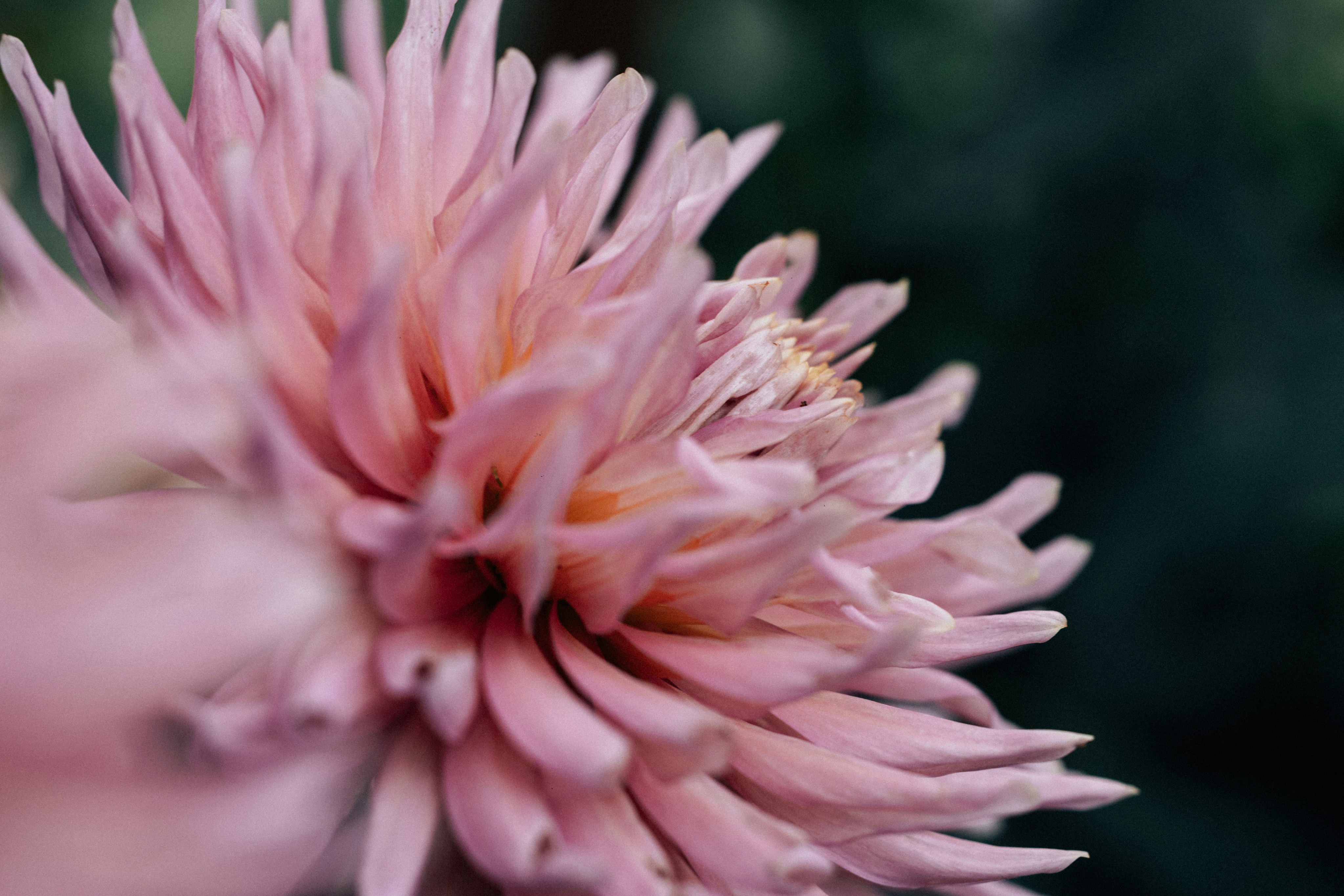 Photo by tsuyoshikozu