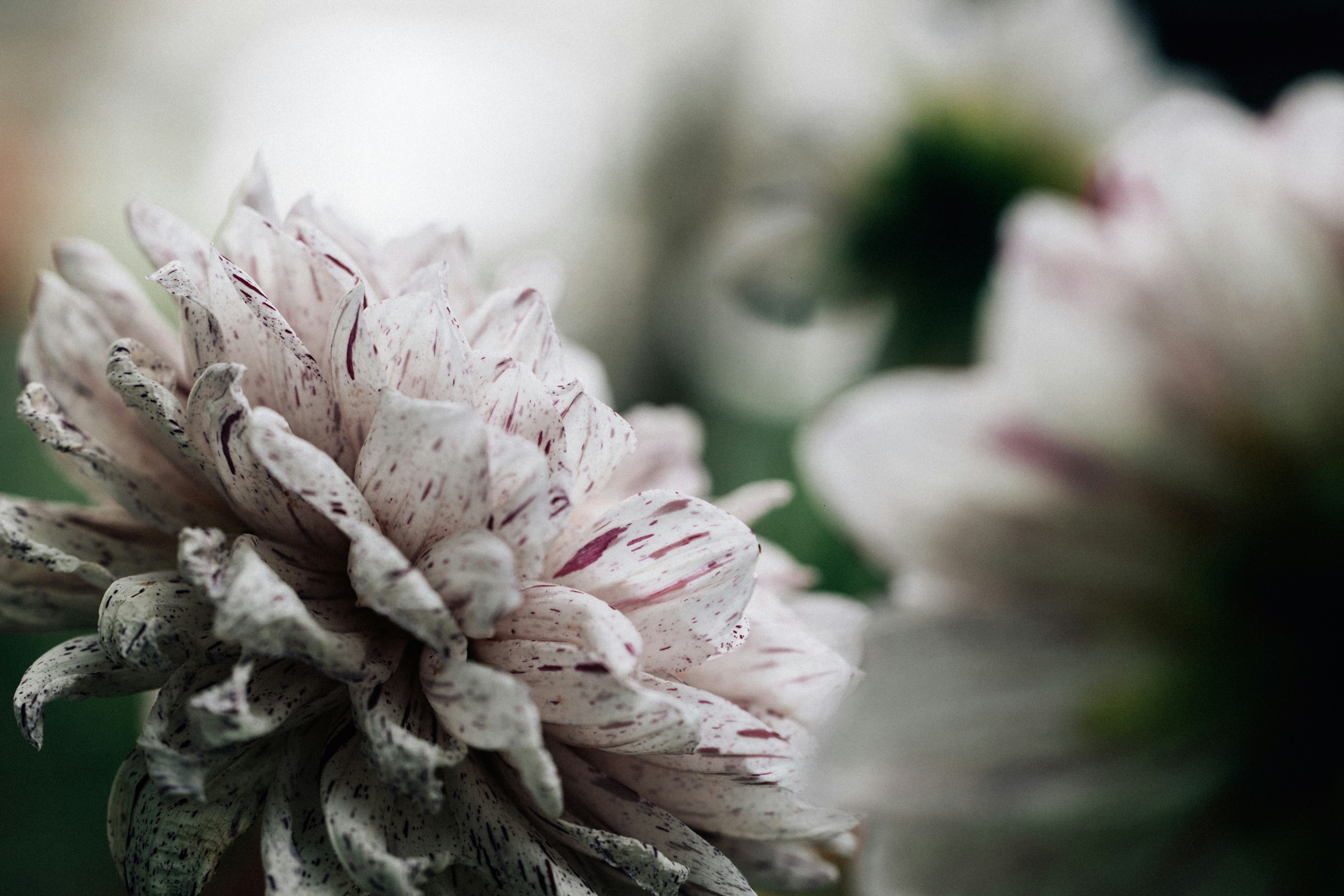 Photo by tsuyoshikozu