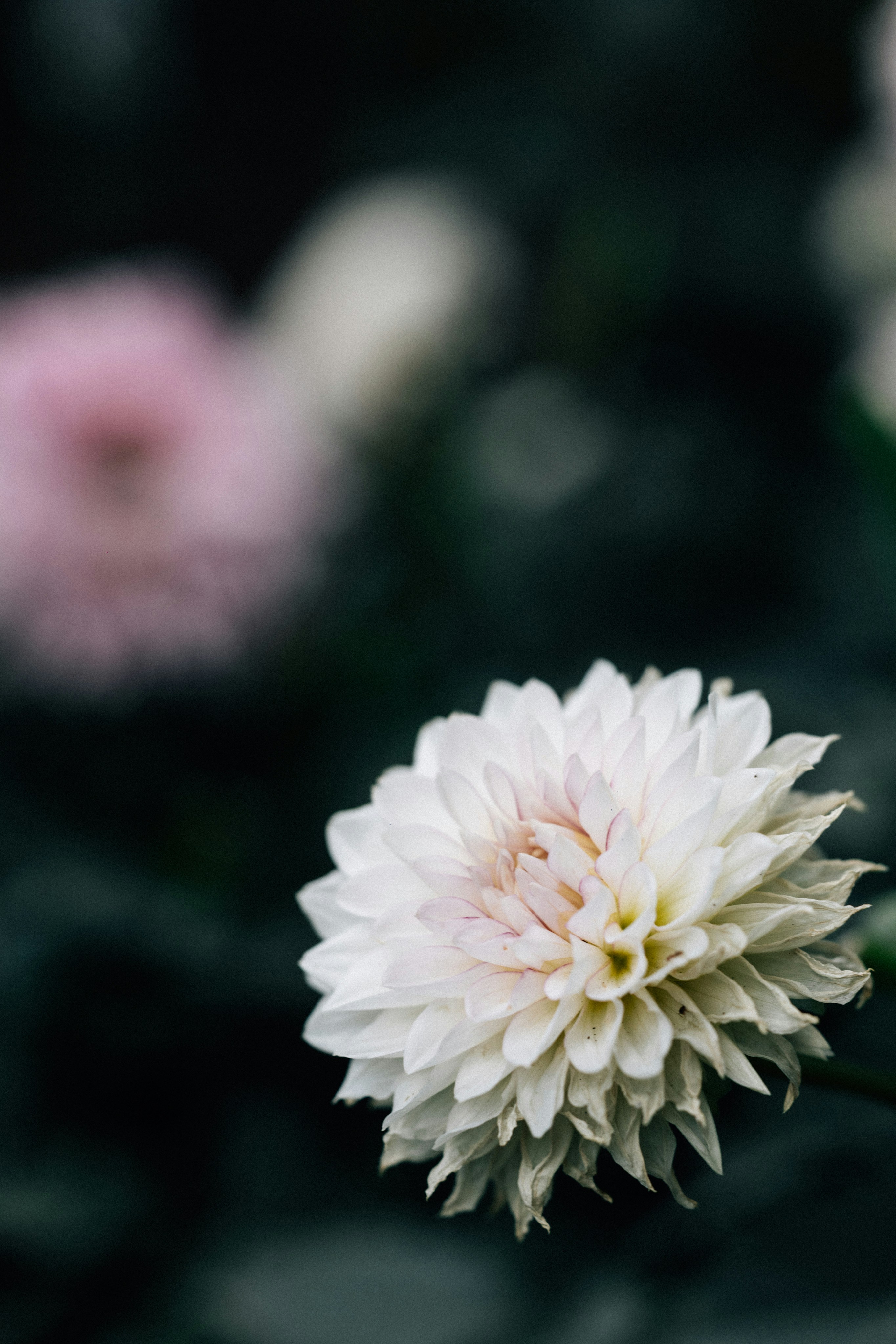 Photo by tsuyoshikozu