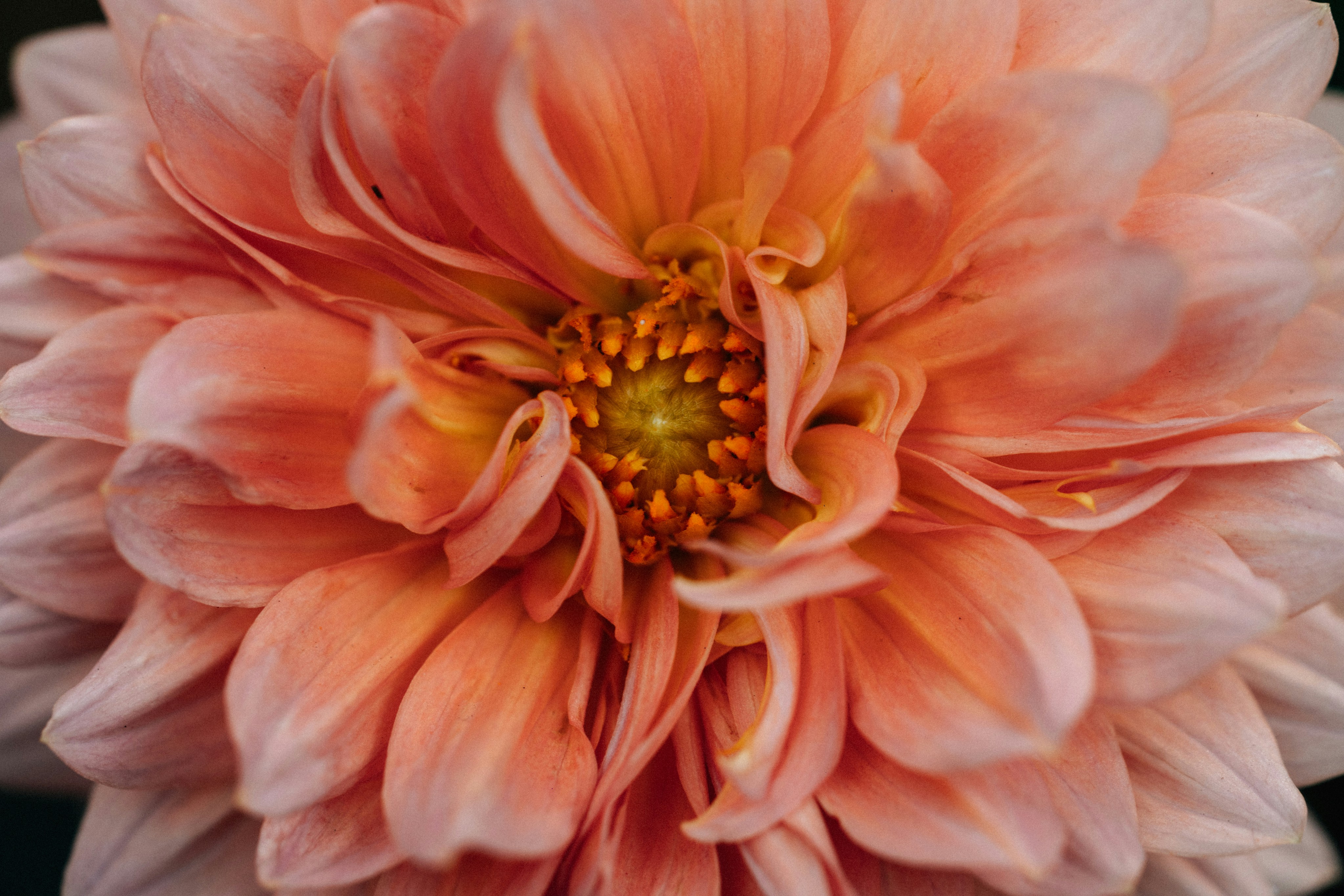 Photo by tsuyoshikozu