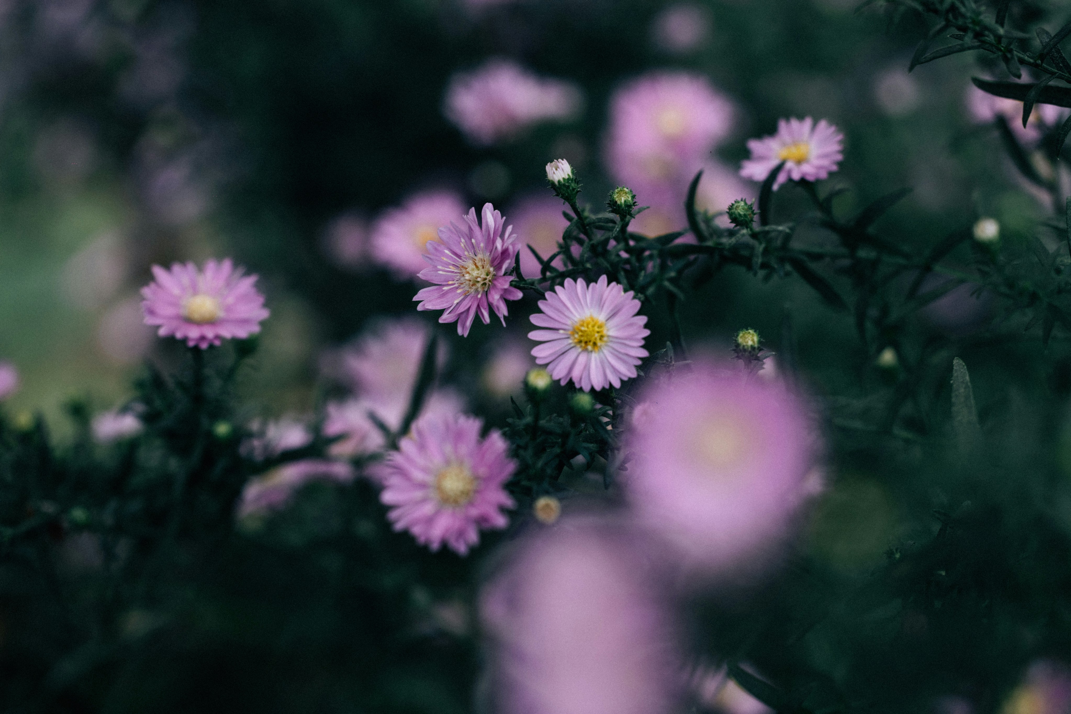 Photo by tsuyoshikozu