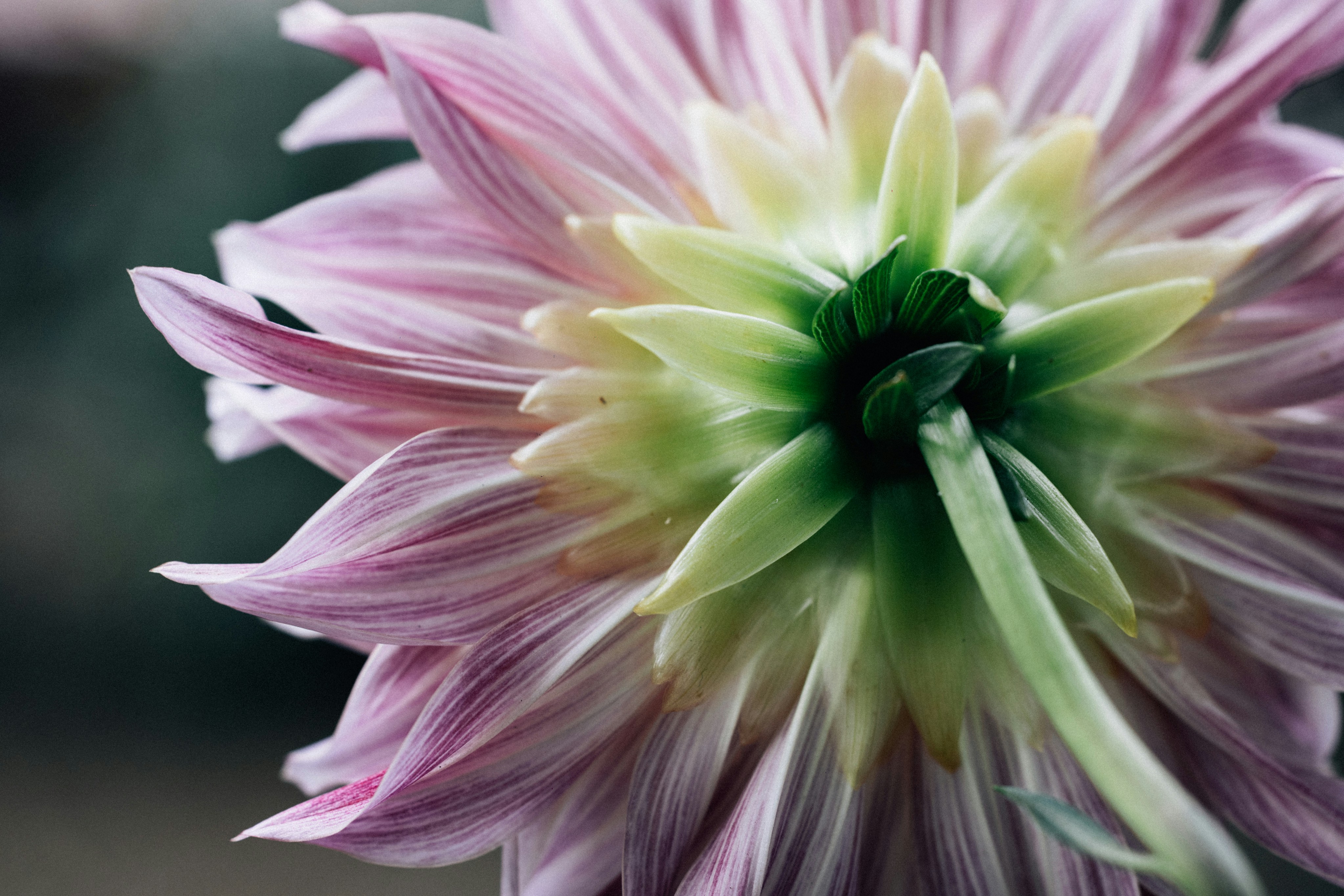 Photo by tsuyoshikozu