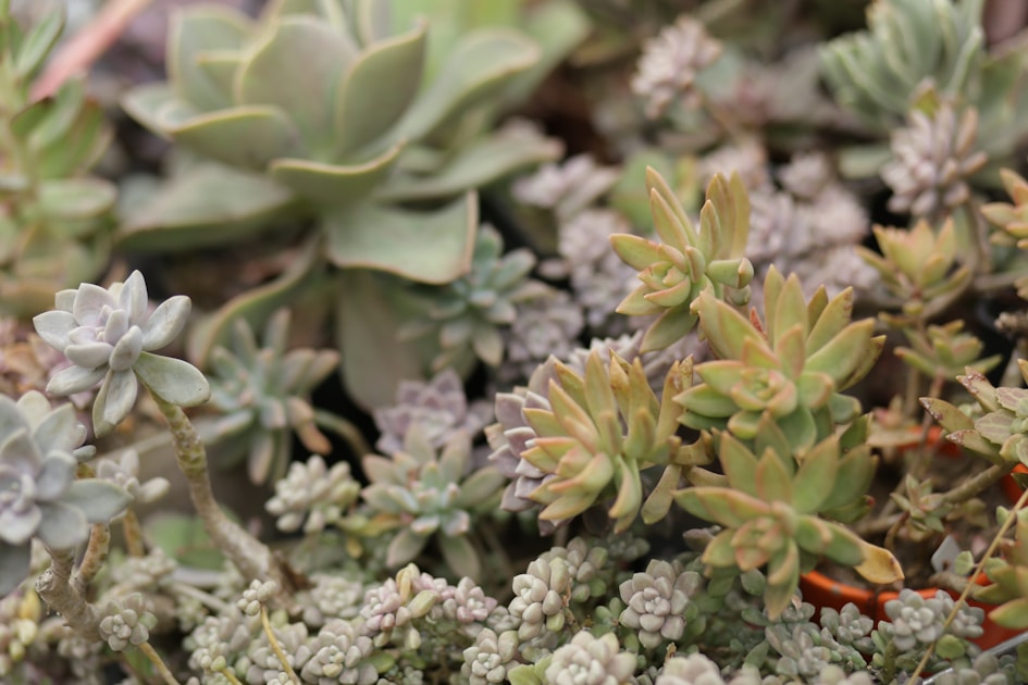 Sukkulenten pflege warum weniger giessen wirklich mehr ist — step-by-step visual example