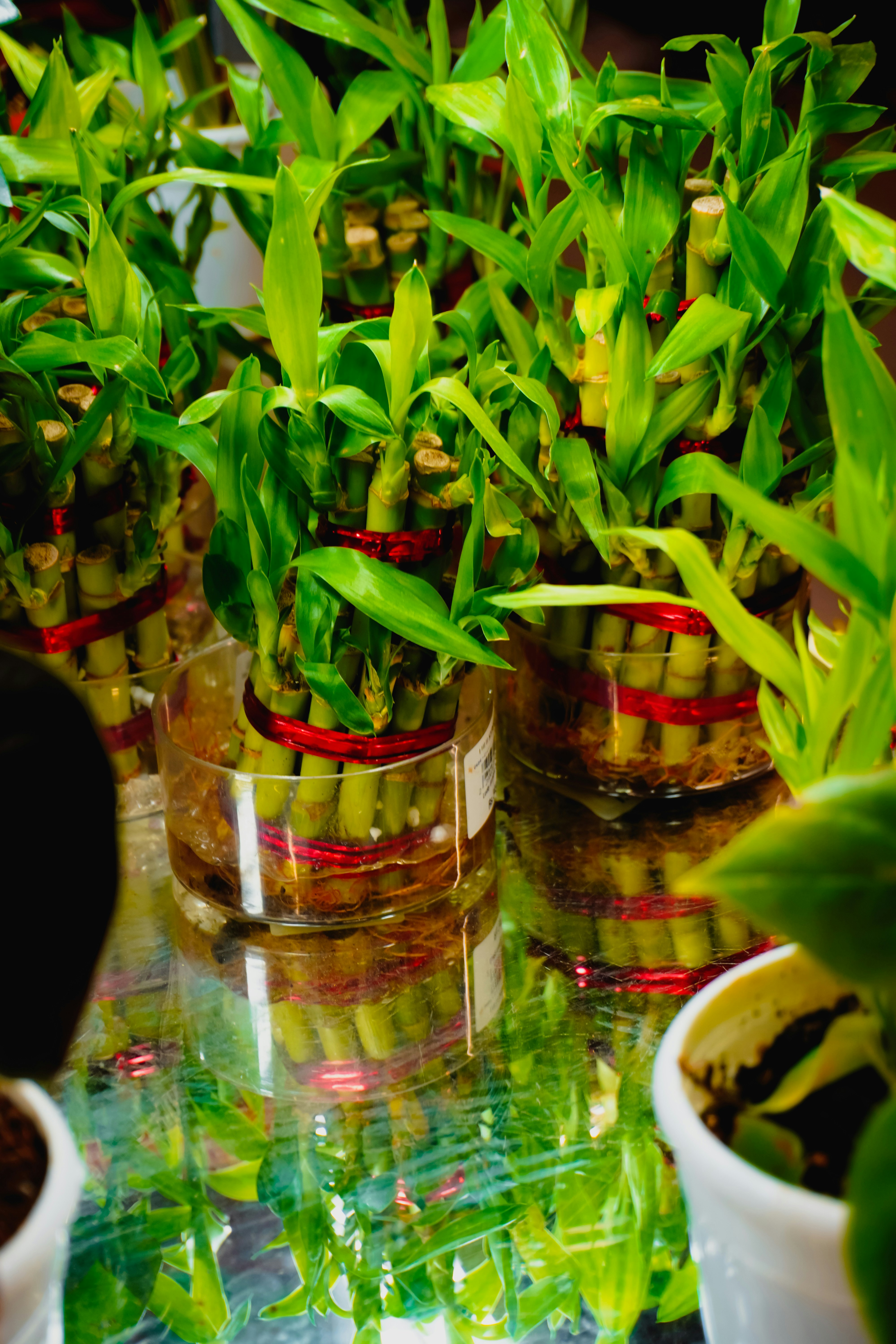 office plant arrangement