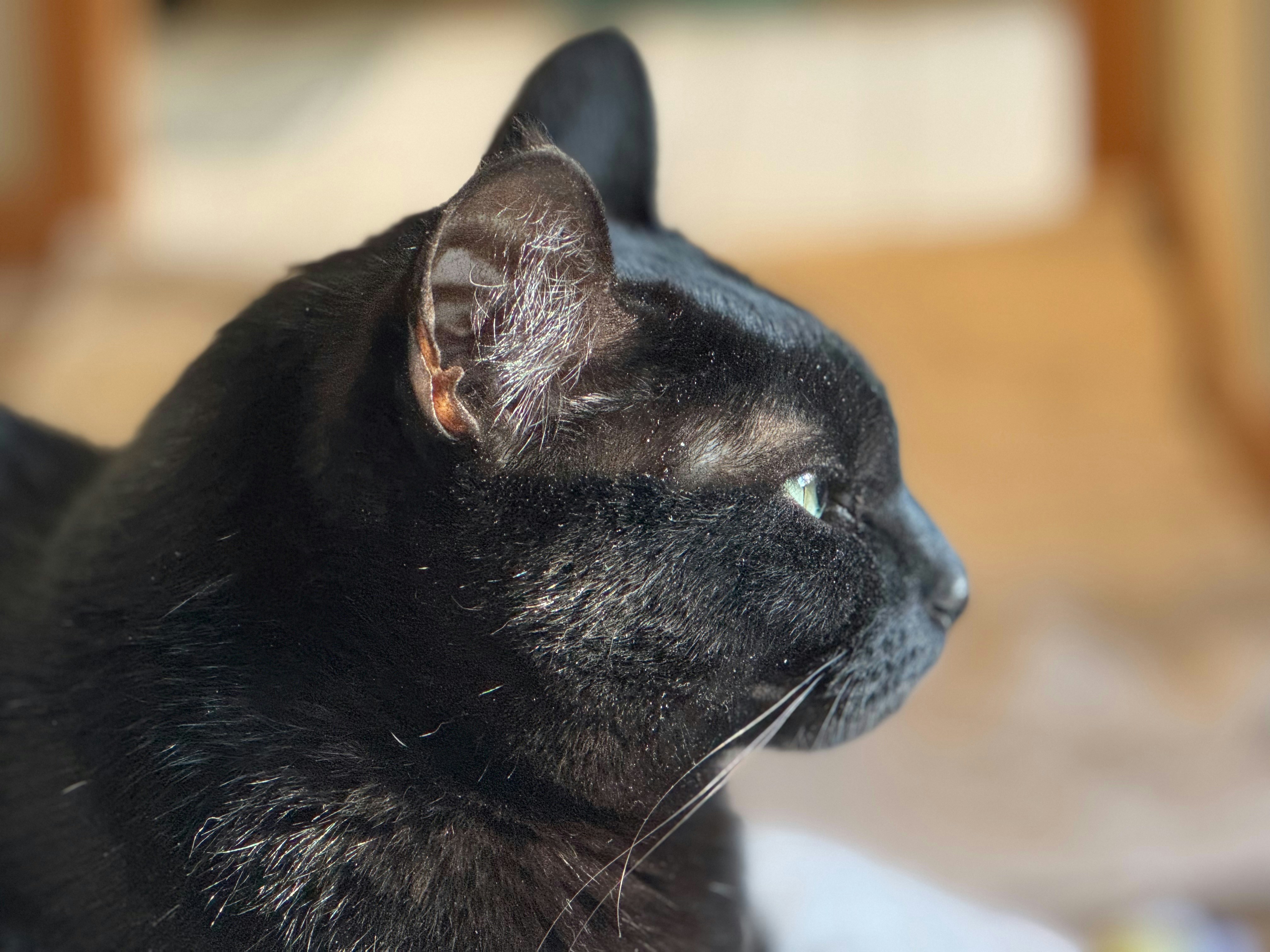 Un gato negro con ojos verdes mirando hacia un lado.