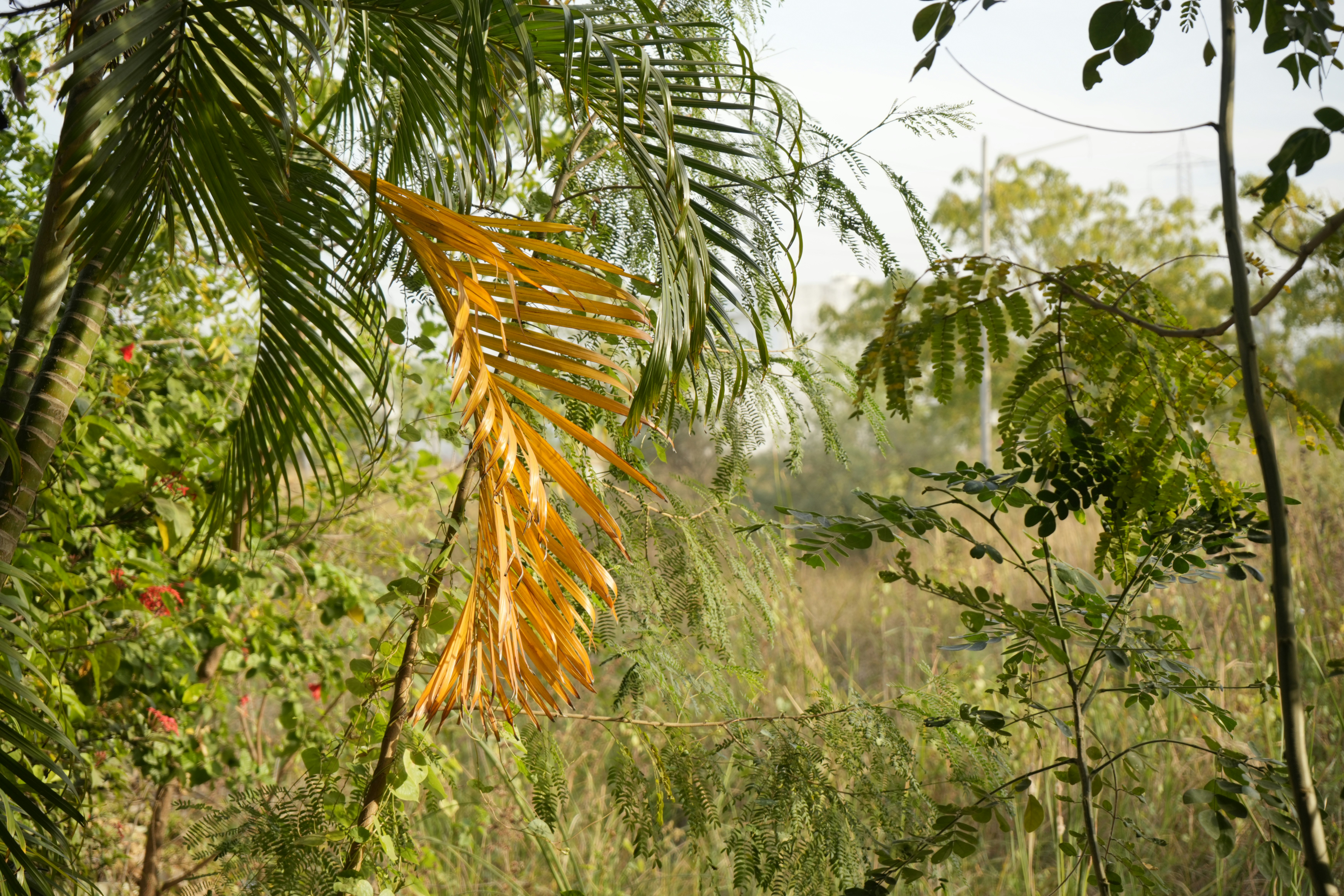 Daun palem kering menggantung di antara dedaunan hutan hijau.