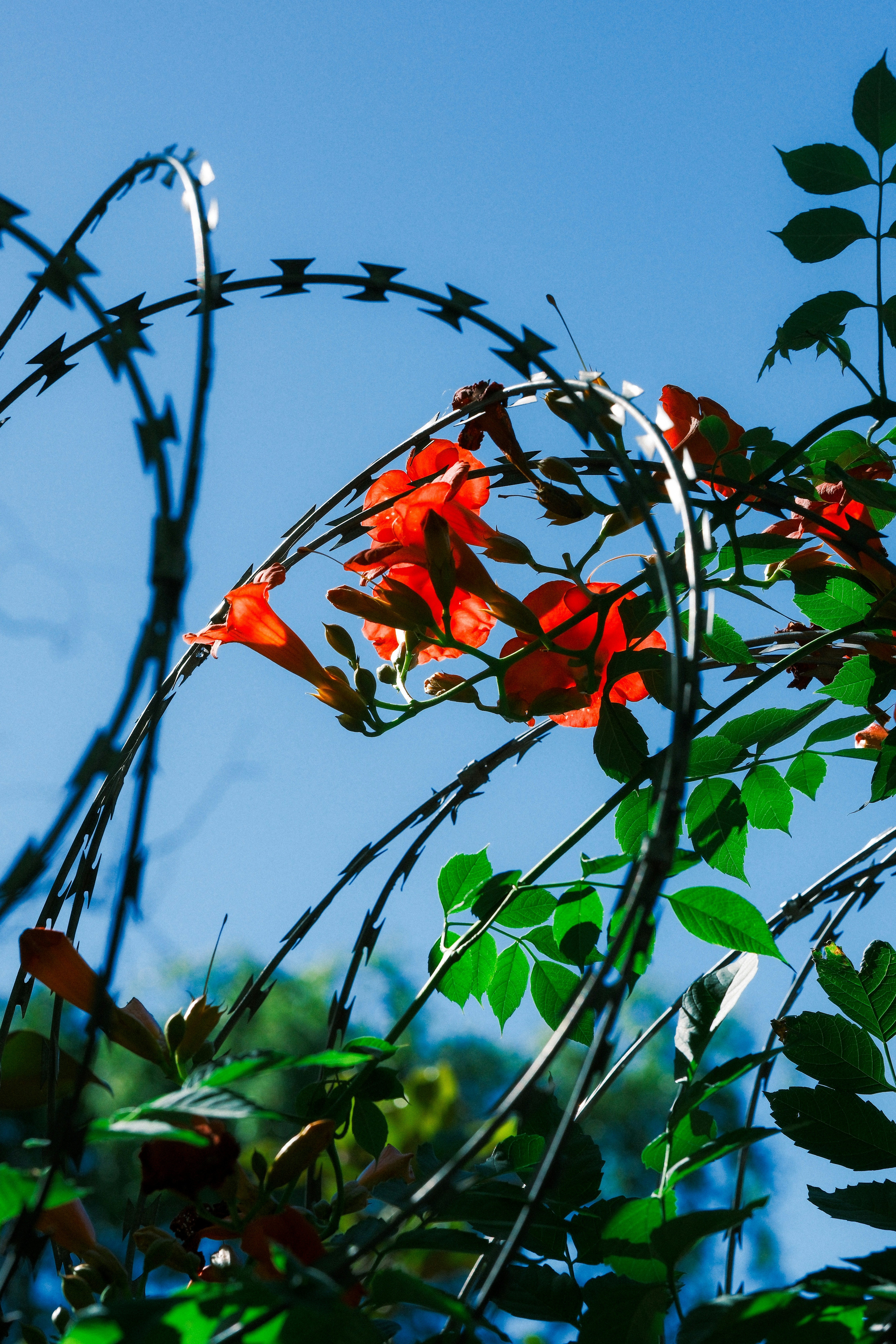 Orange flowers bloom through barbed wire against blue sky.
