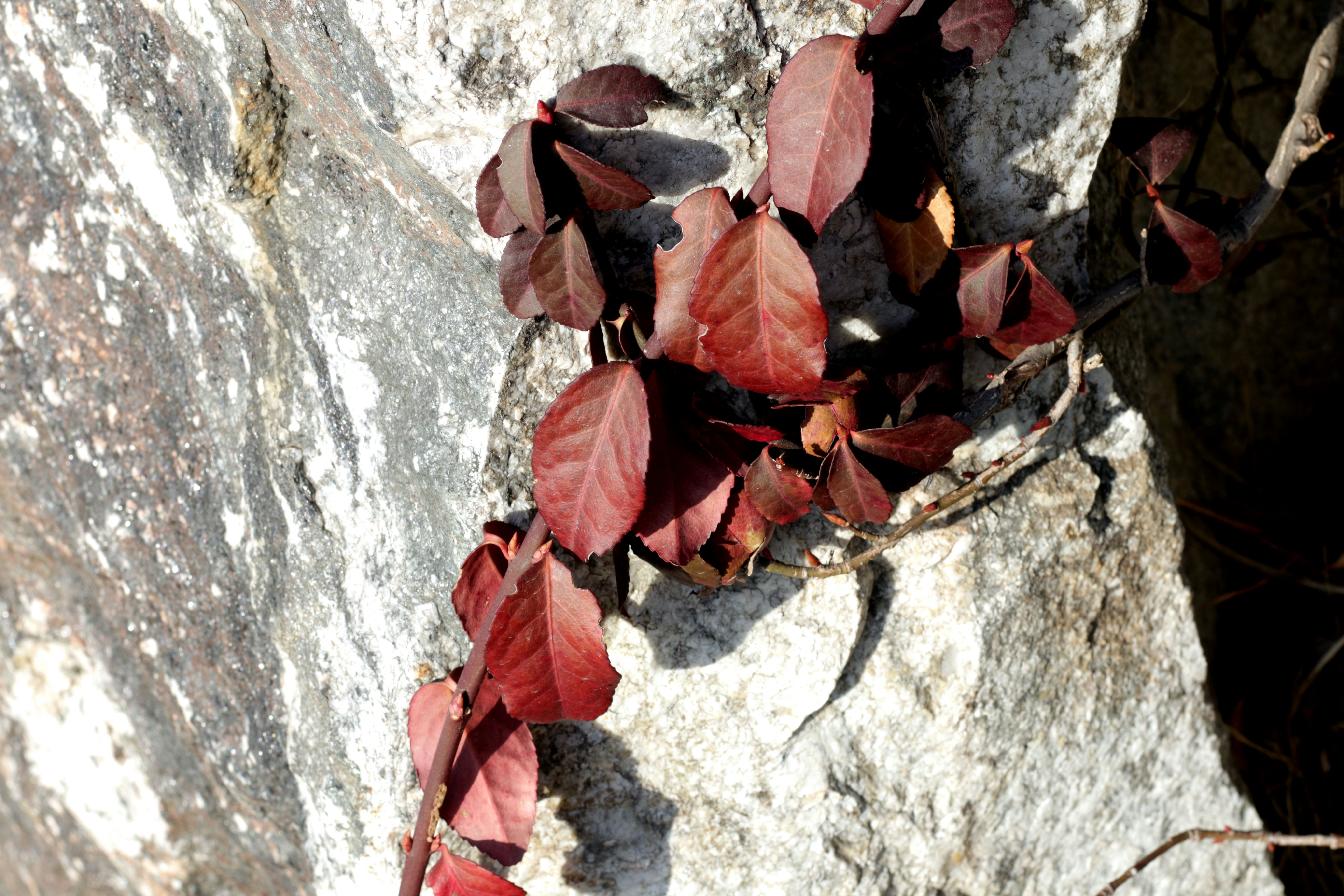 red plant texture, wallpaper, 5 Manfaat Gambir untuk Kesehatan yang Perlu Diketahui 6